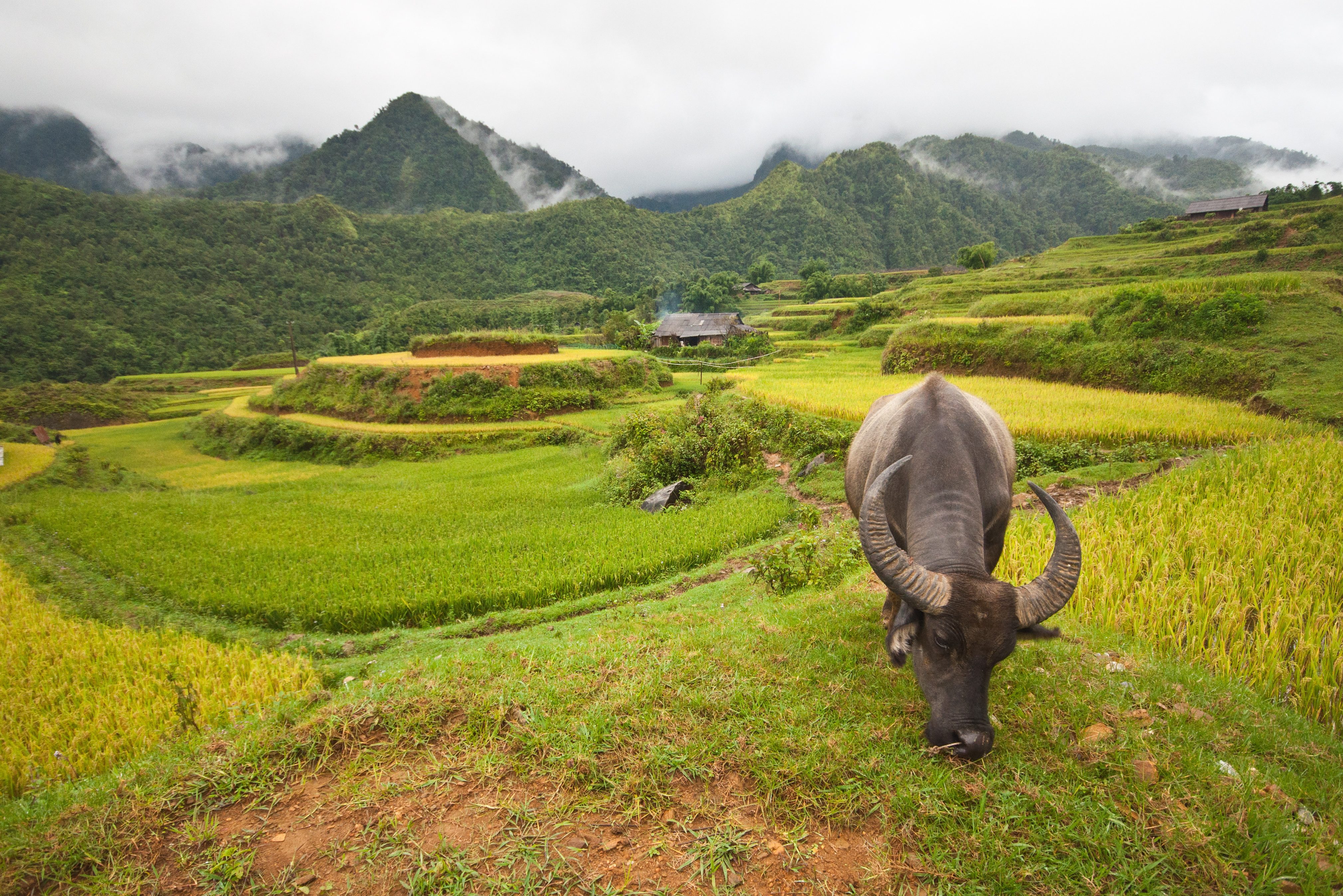 Rijstvelden in de omgeving van Sapa in Vietnam
