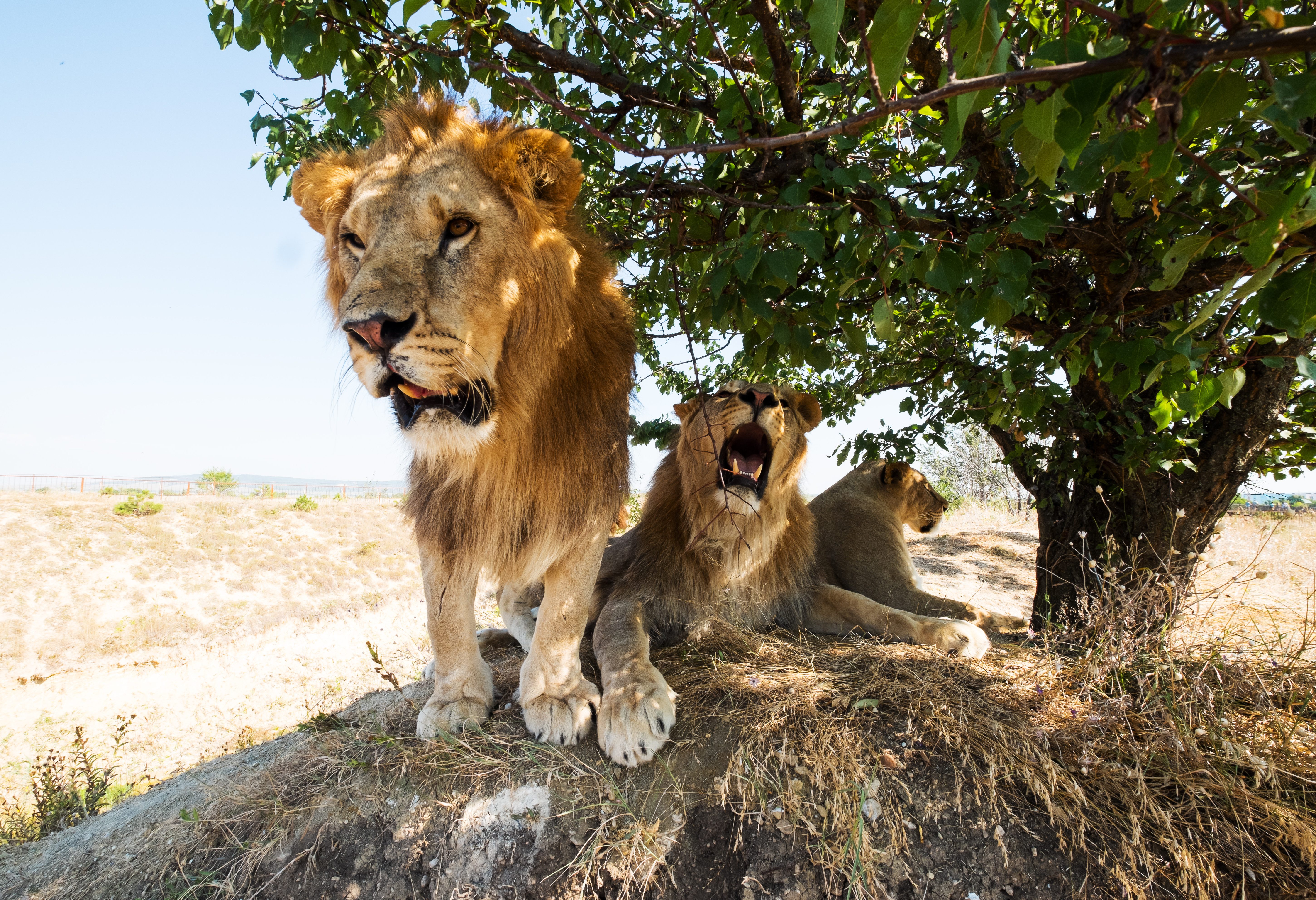 Leeuwen in Etosha in Namibië