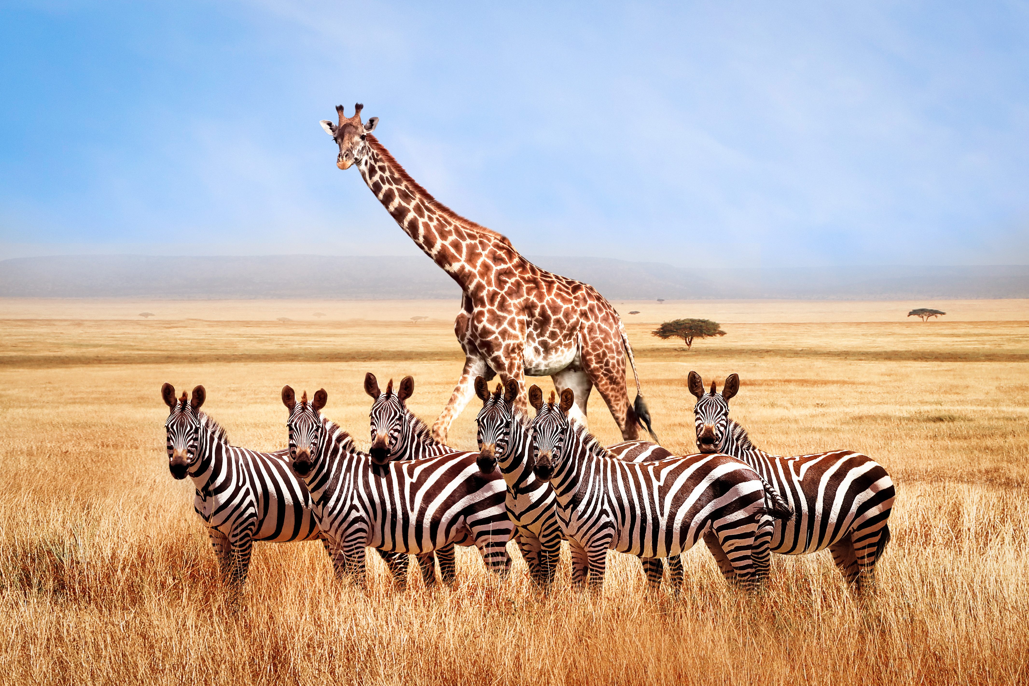 Zebra's en Giraffen in Etosha in Namibië