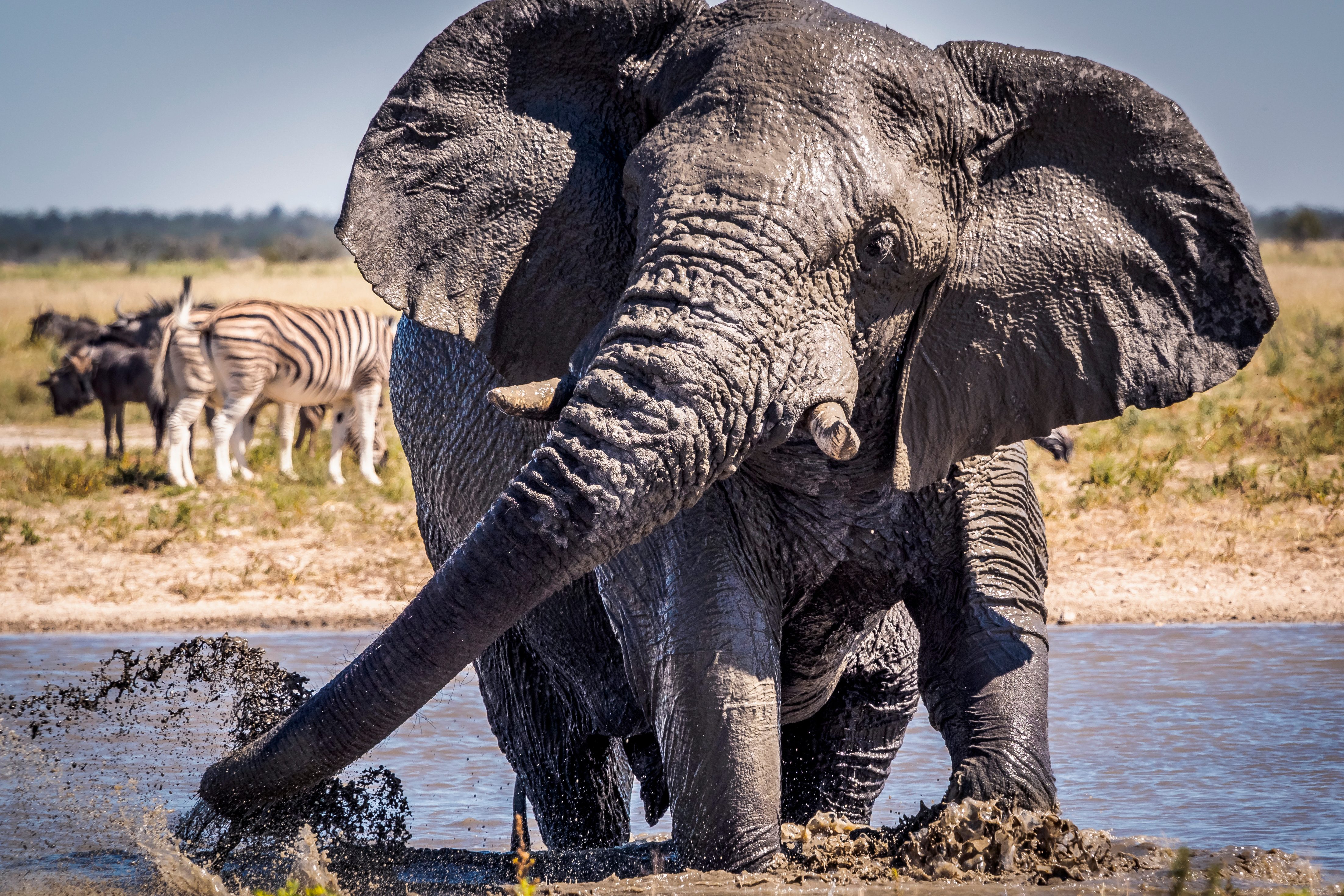 Olifant in Etosha Namibië
