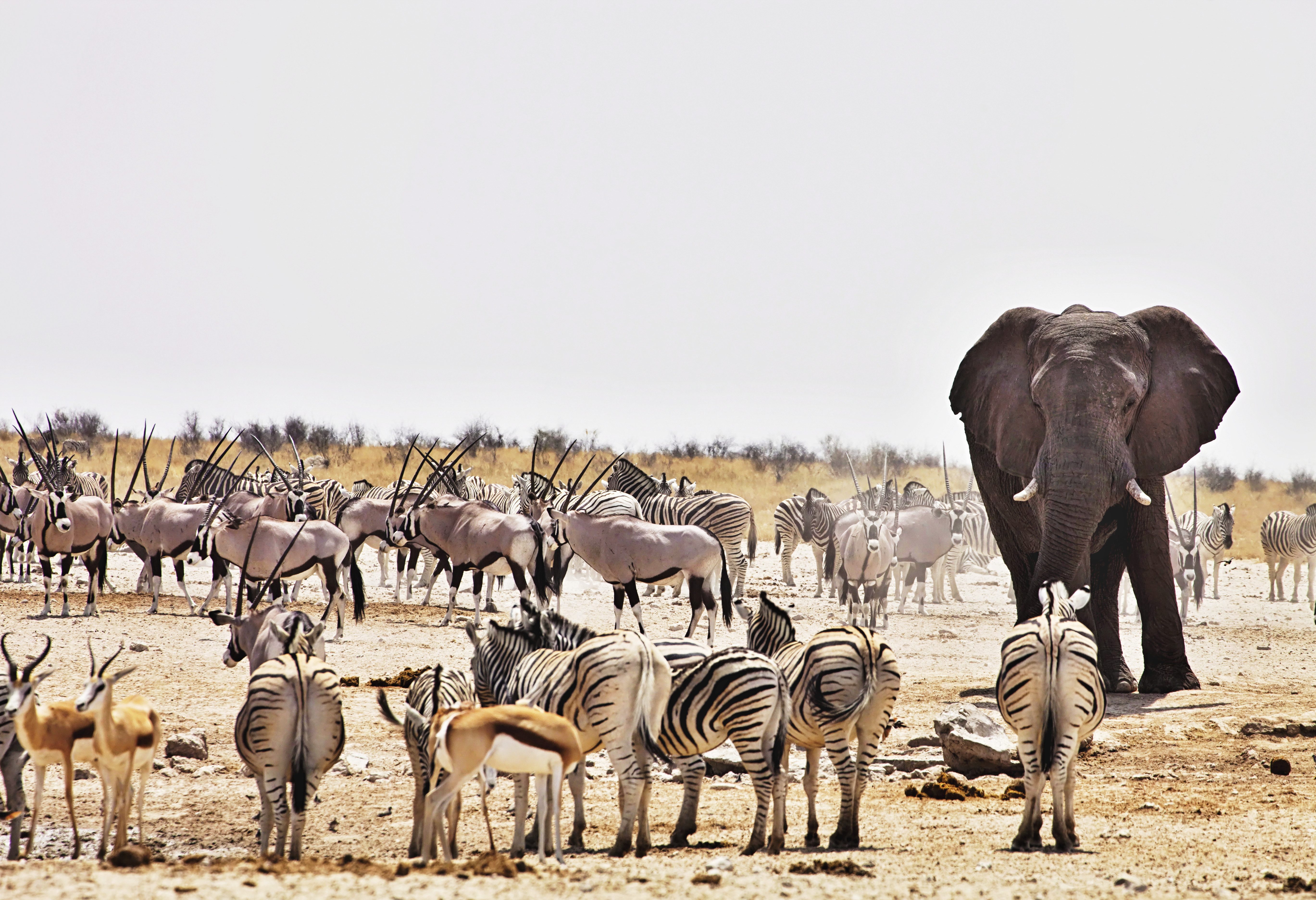 Waterplaats in Etosha in Namibië