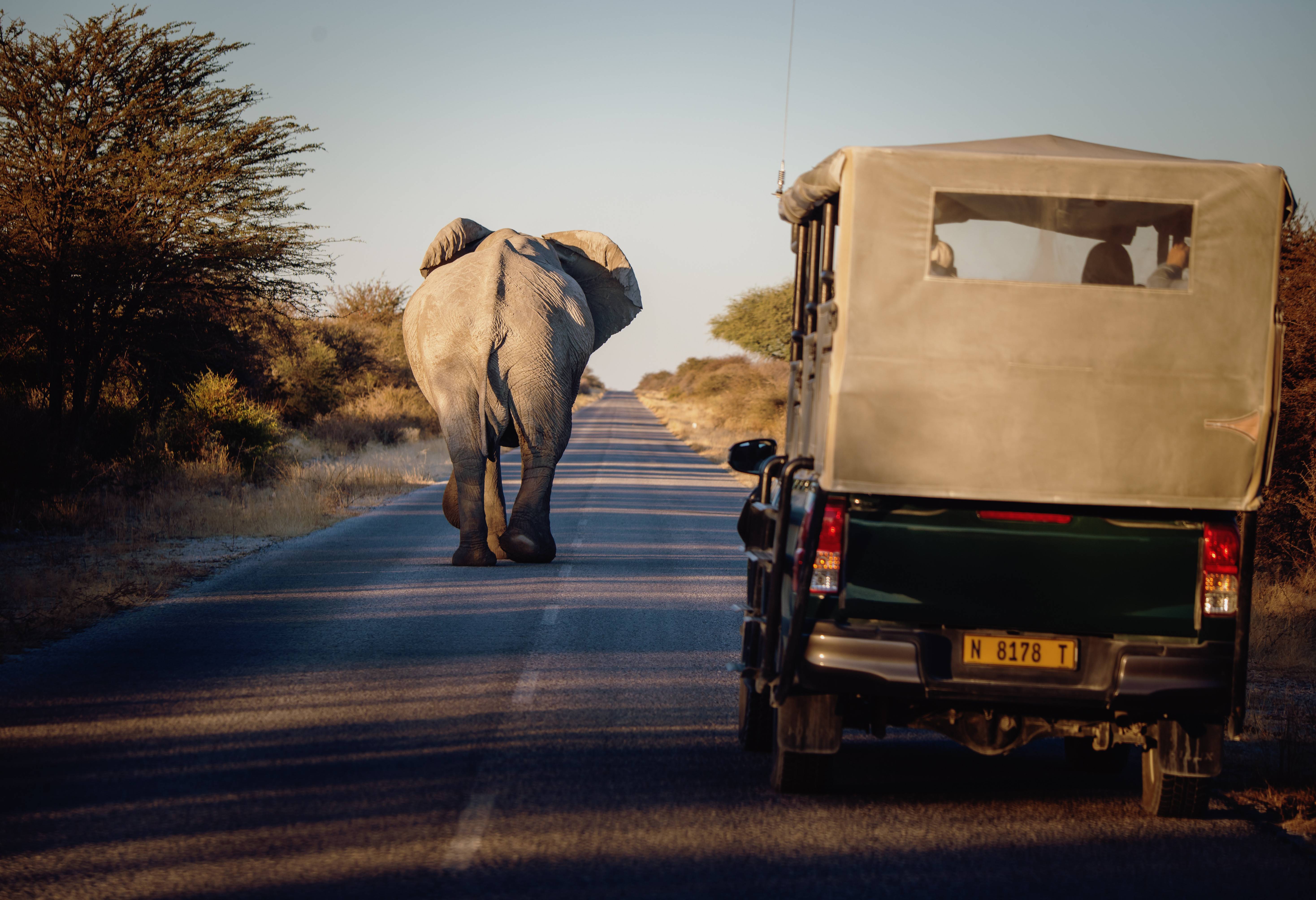 Etosha in Namibië
