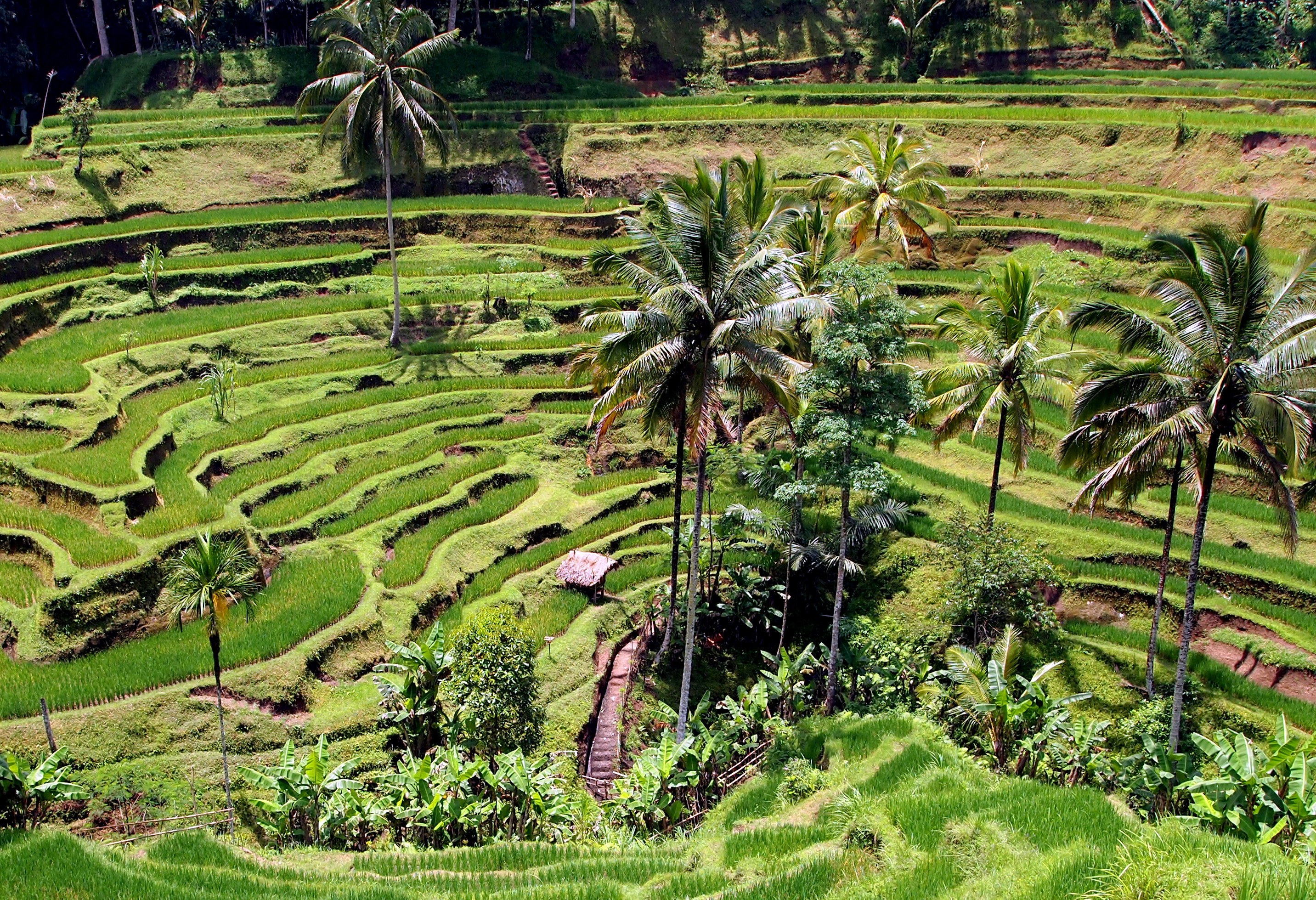 Tegalalang rijstterassen bij Ubud Bali