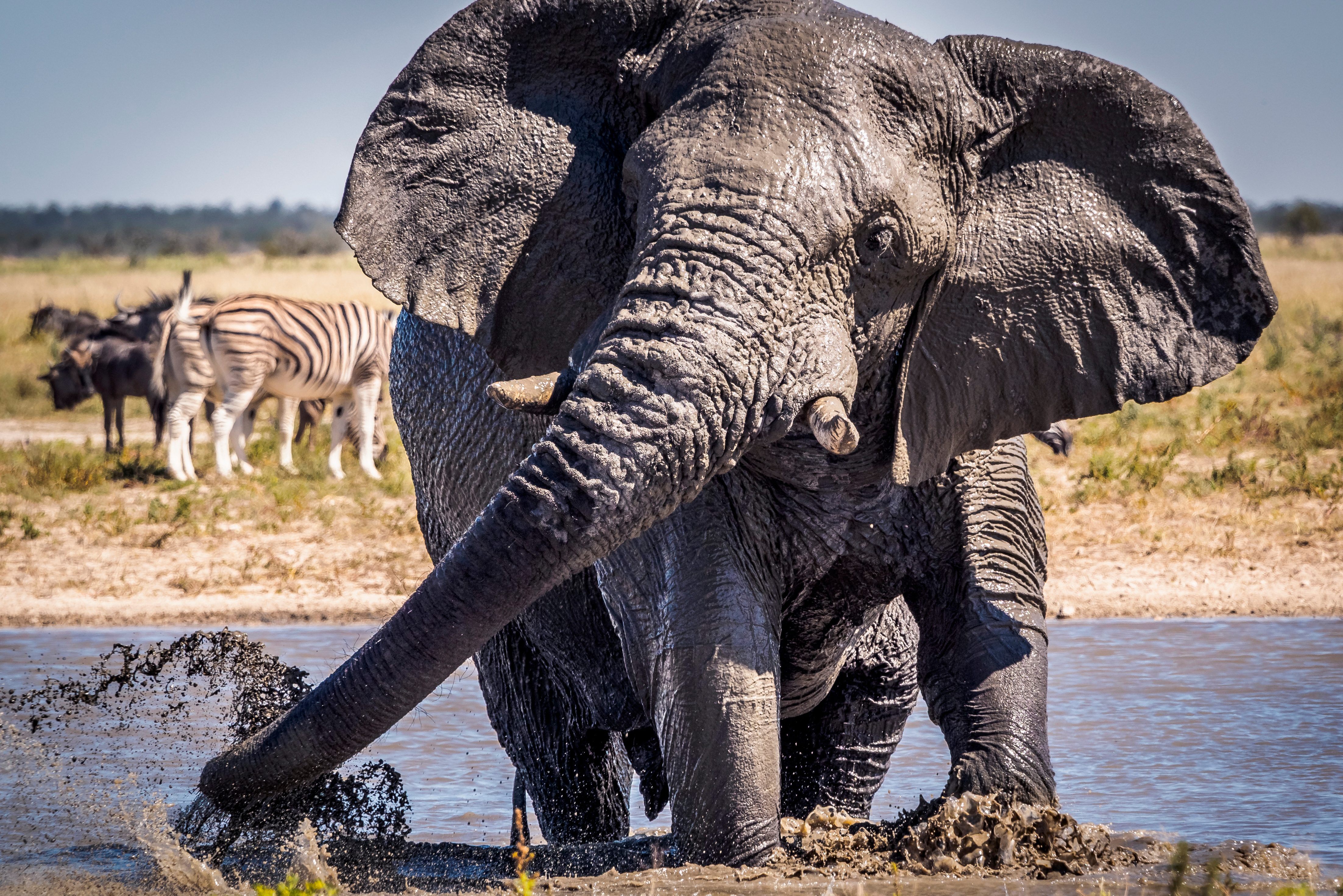 Olifant in Etosha in Namibië