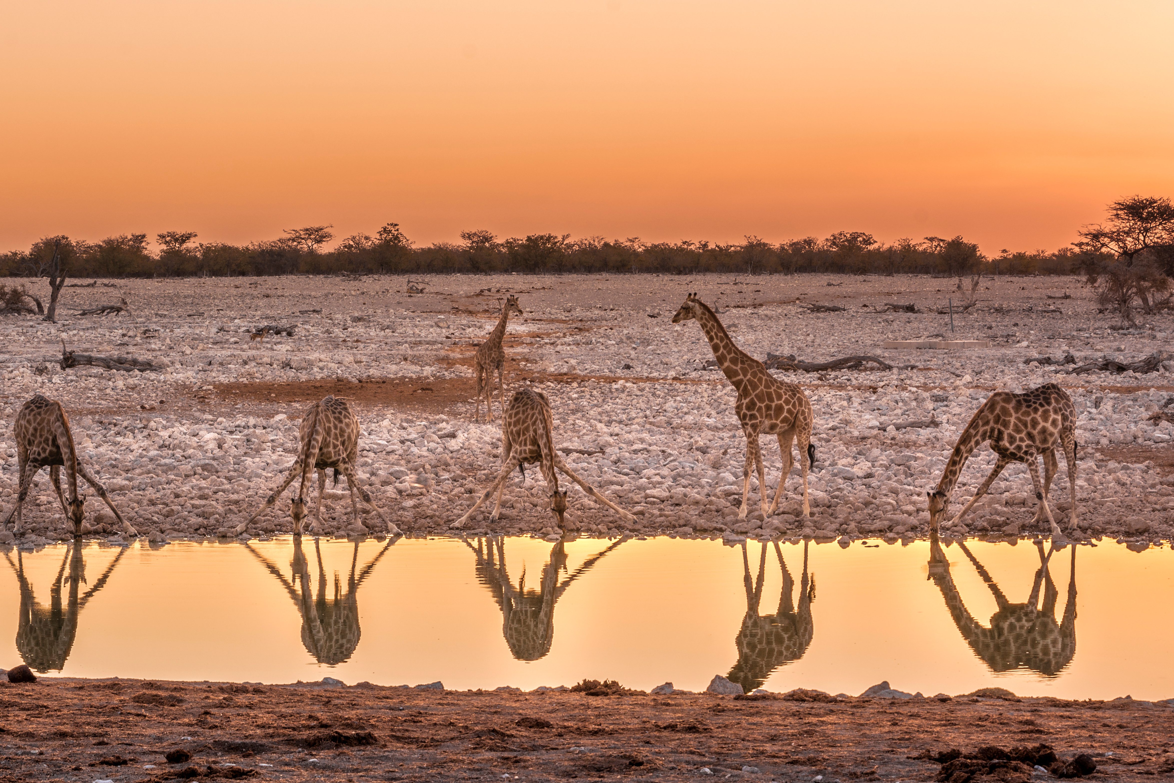 Waterplaats met giraffen tijdens game drive in Etosha in Namibië