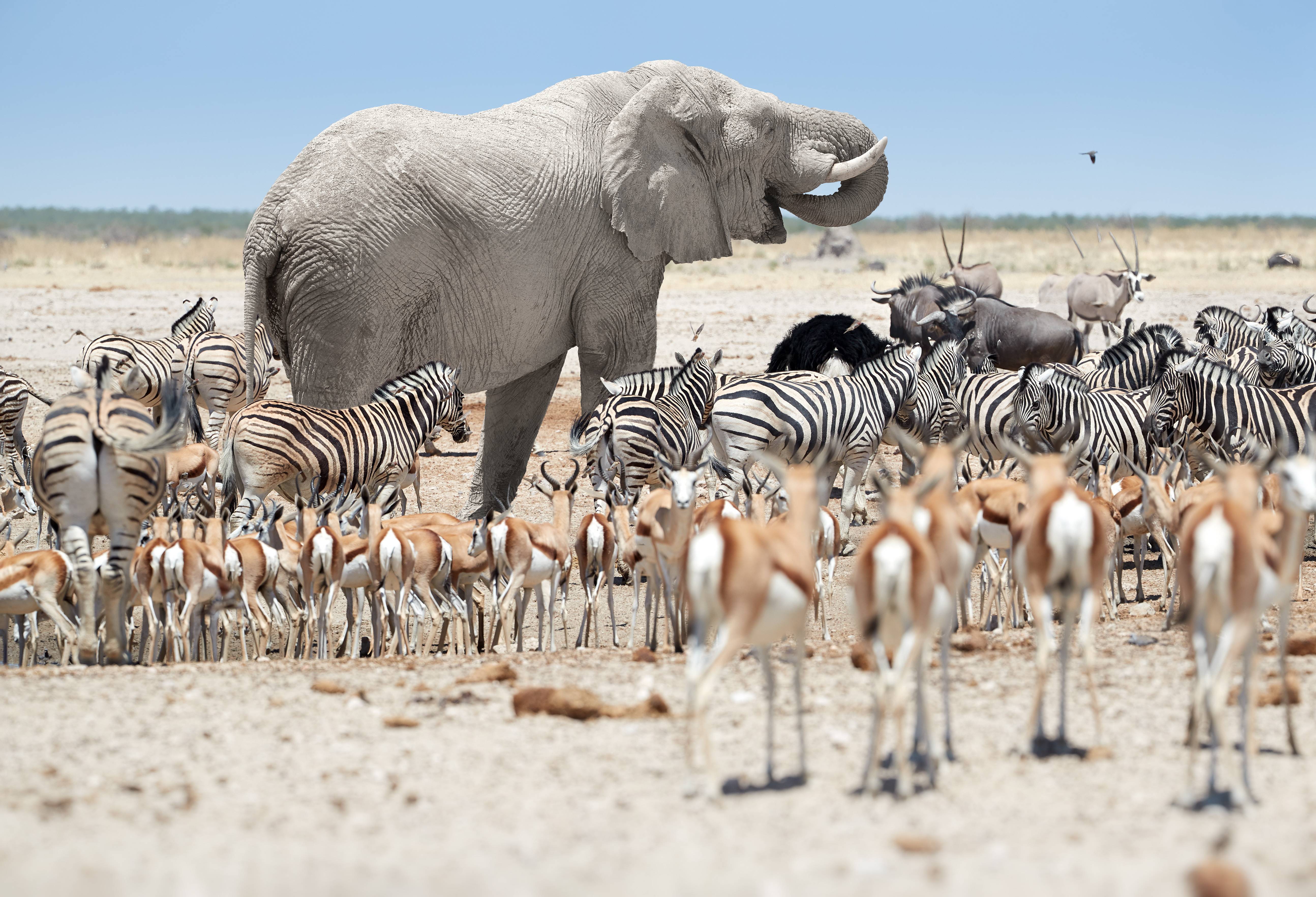 Etosha in Namibië