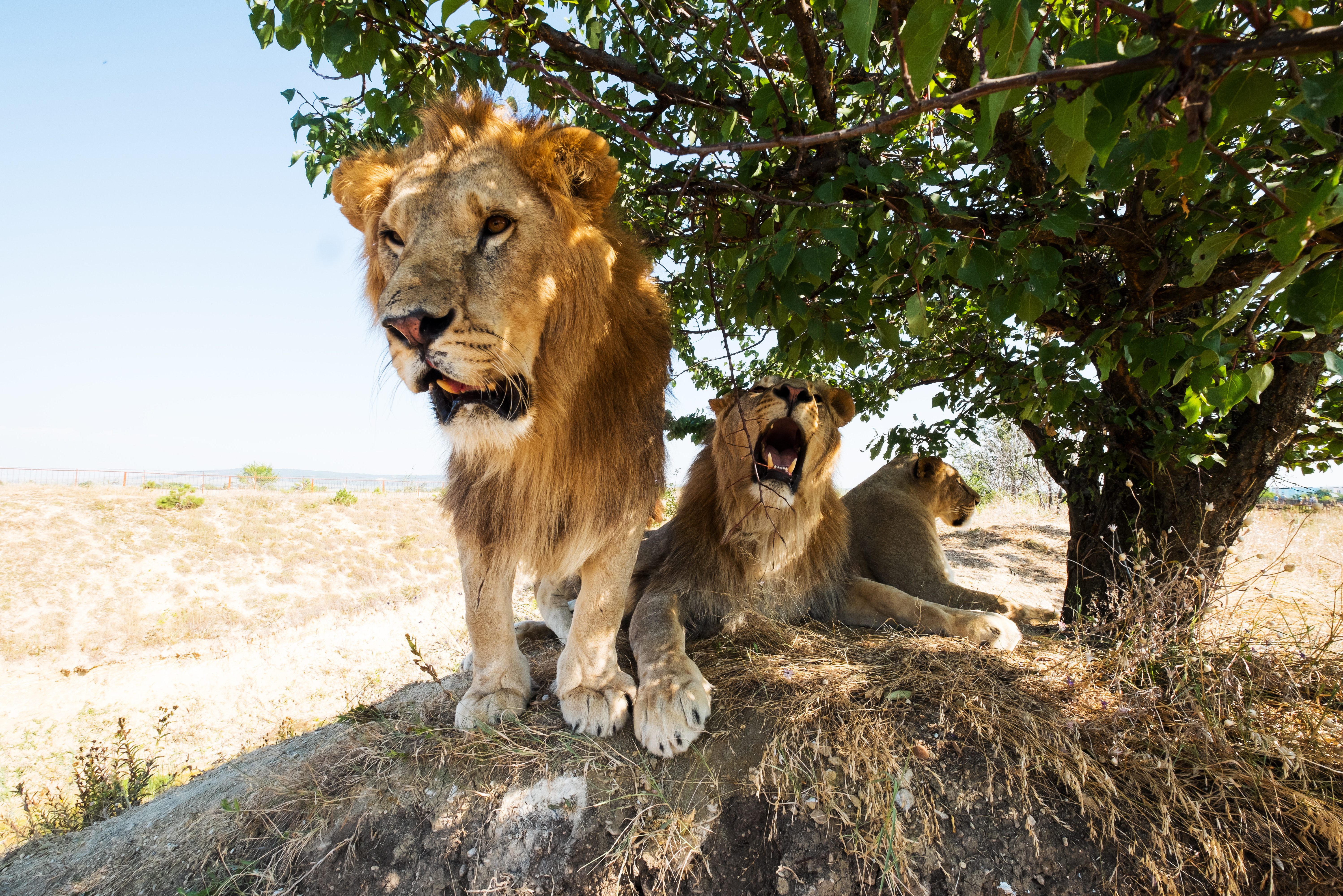 Game drive in Etosha in Namibië