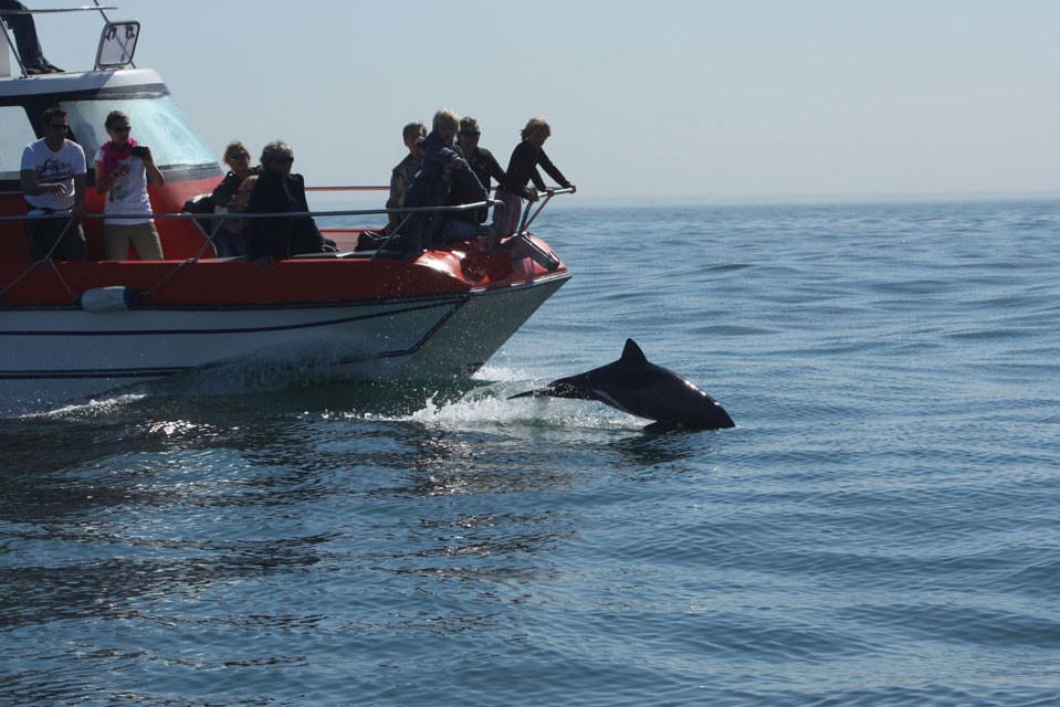 Catamaran cruise Walvis Bay in Namibië