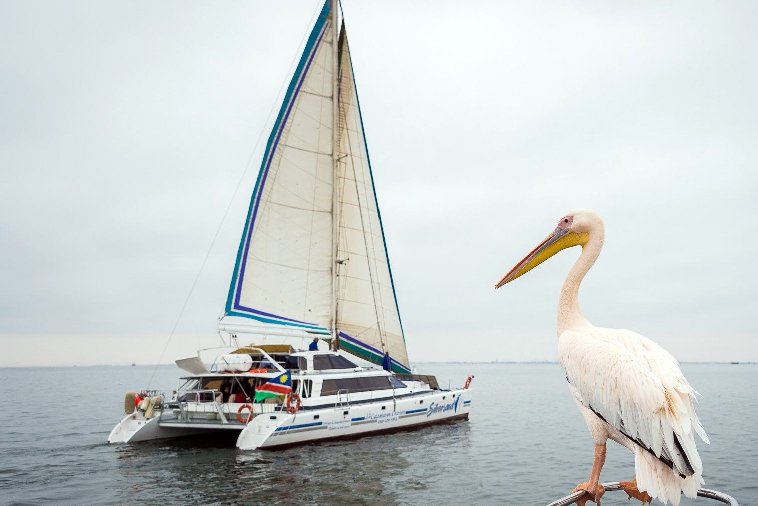 Catamaran cruise Walvis Bay in Namibië