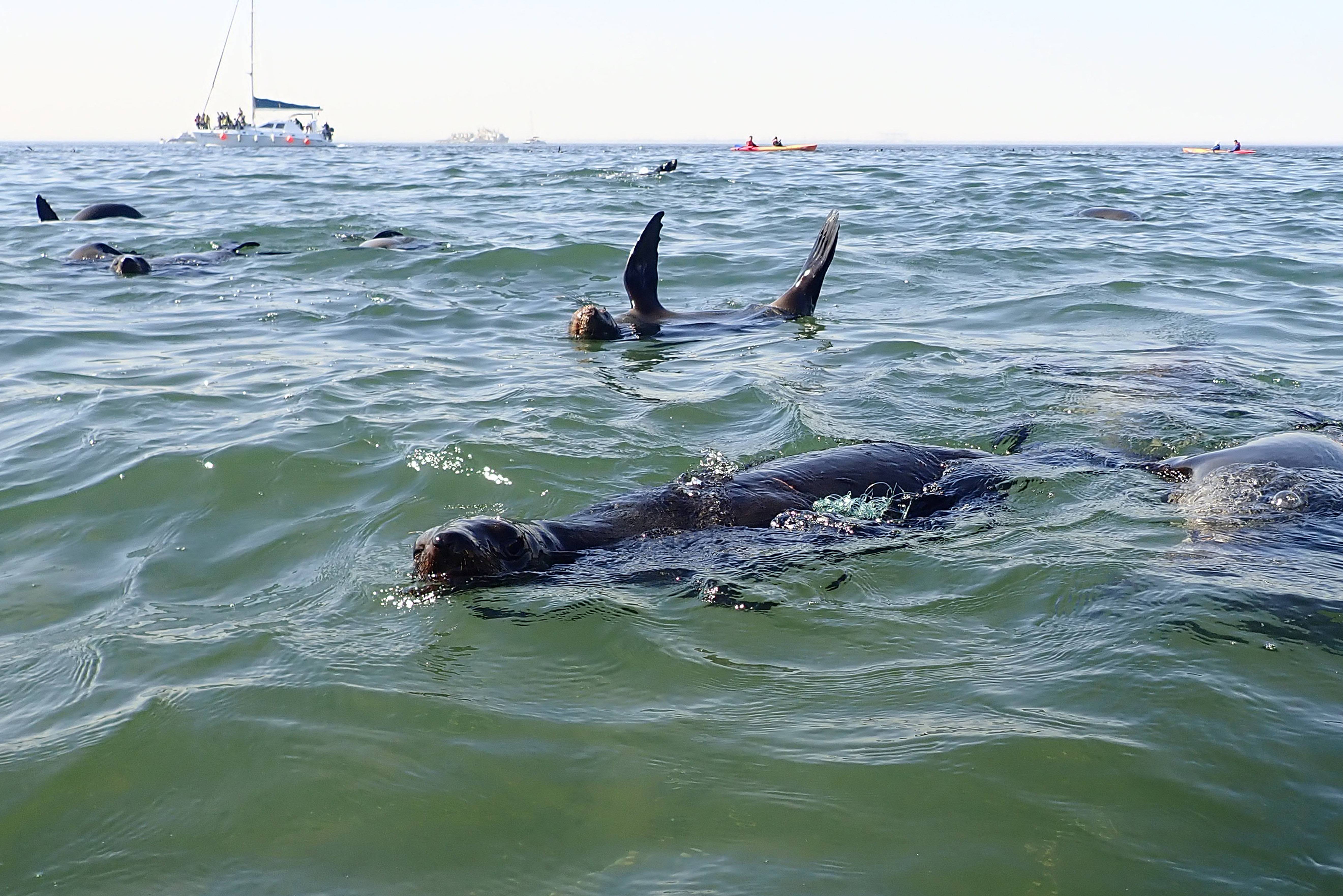Catamaran cruise Walvis Bay in Namibië