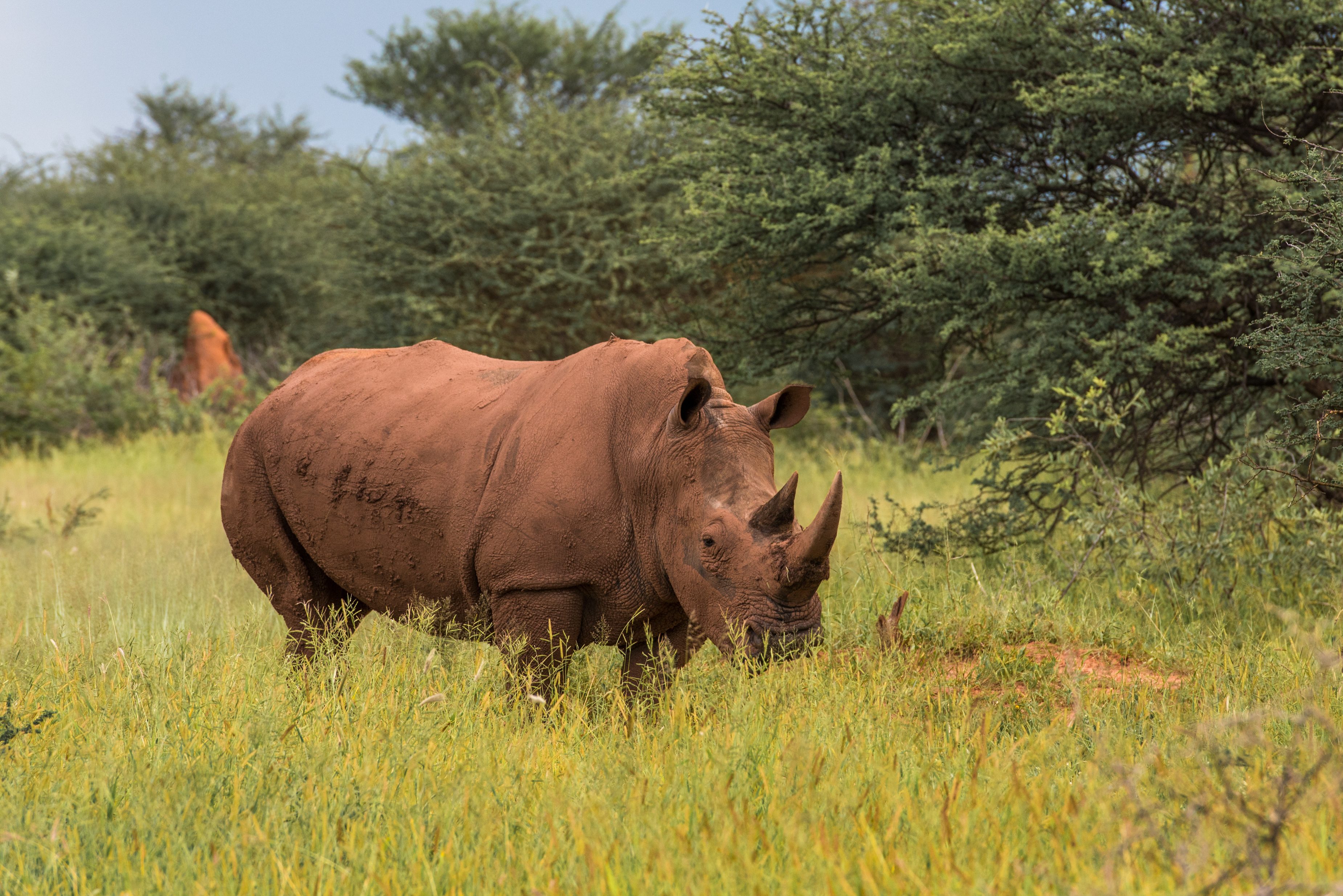 Neushoorn Waterberg Plateau in Namibië