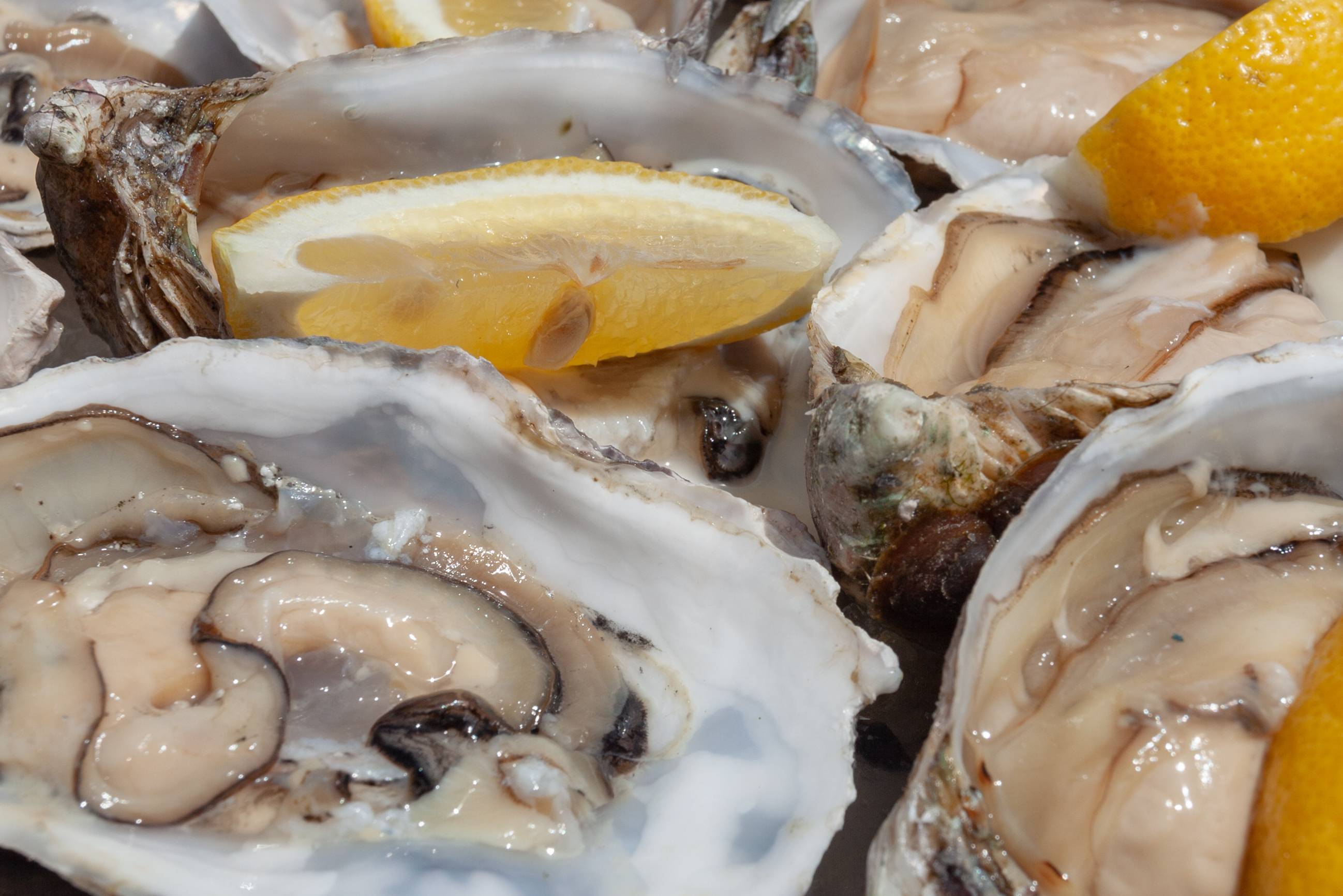 Verse oesters Luderitz in Namibië