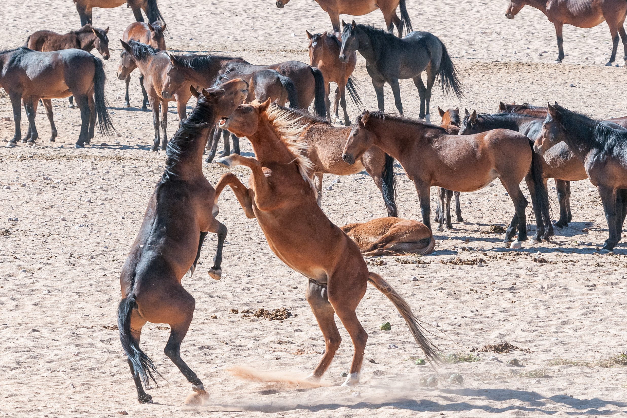 De wilde paarden bij Aus in Namibië