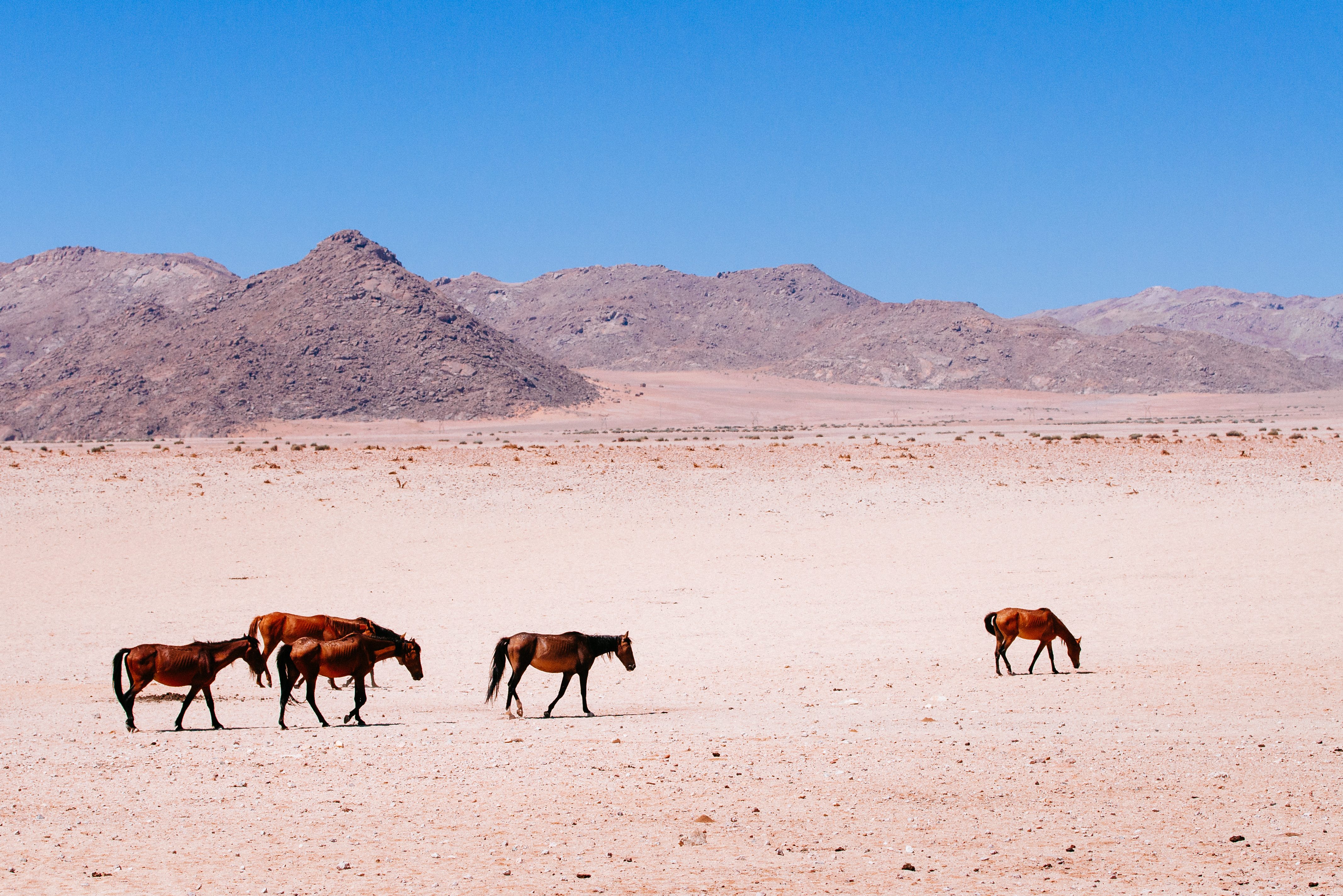 De wilde paarden bij Aus in Namibië