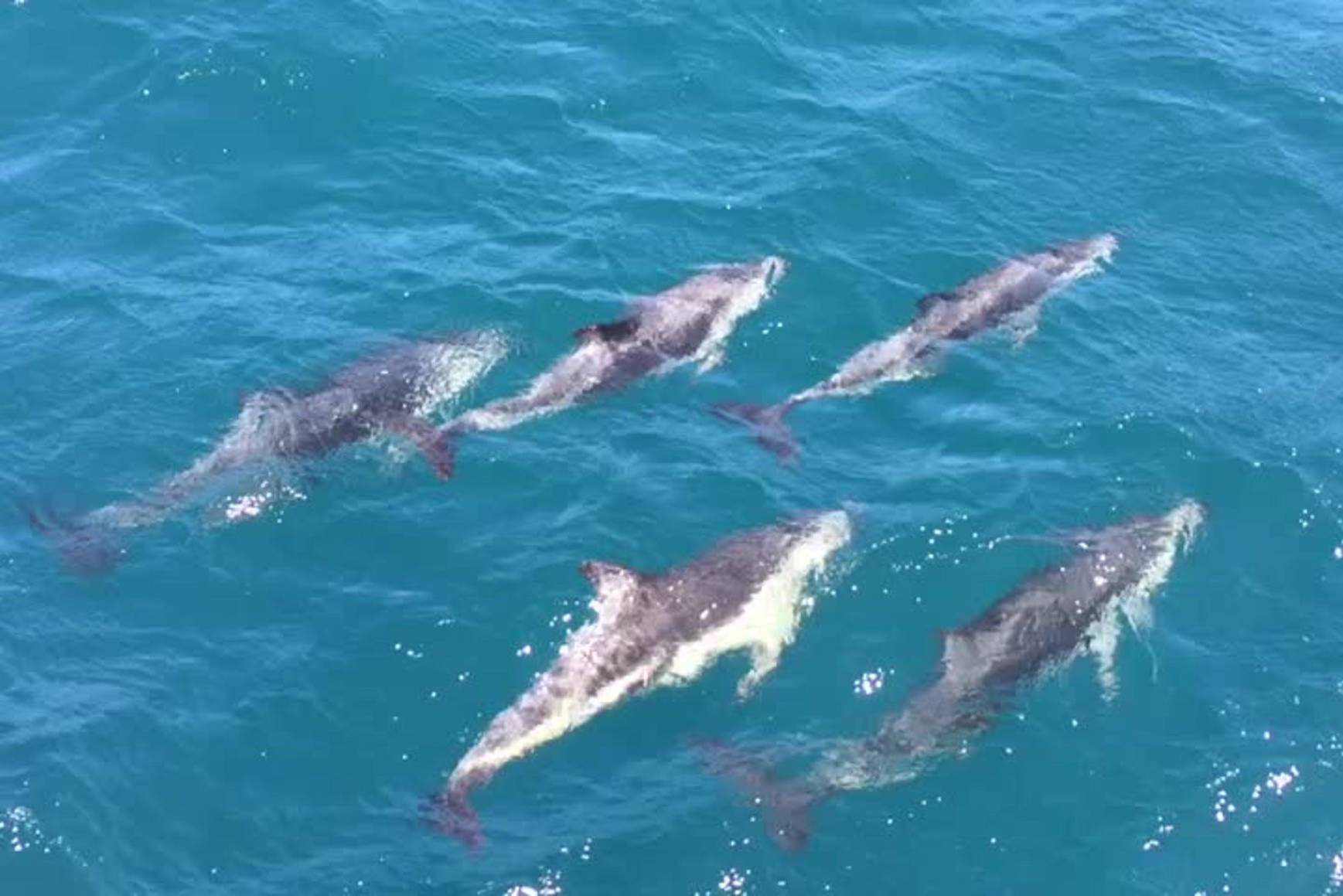 Catamaran tocht in Walvis Bay In Namibië