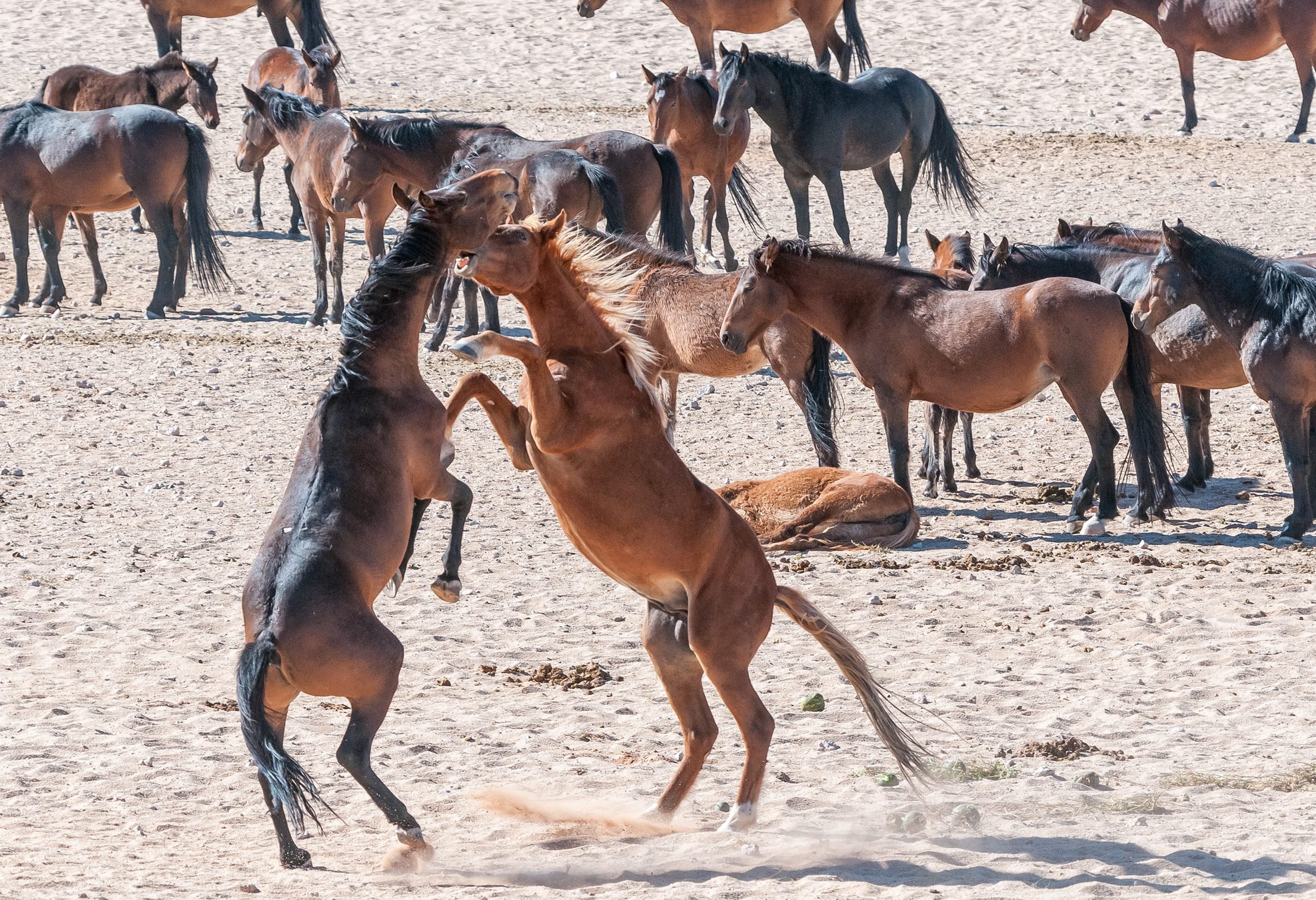Woestijnpaarden in Aus  in Namibië