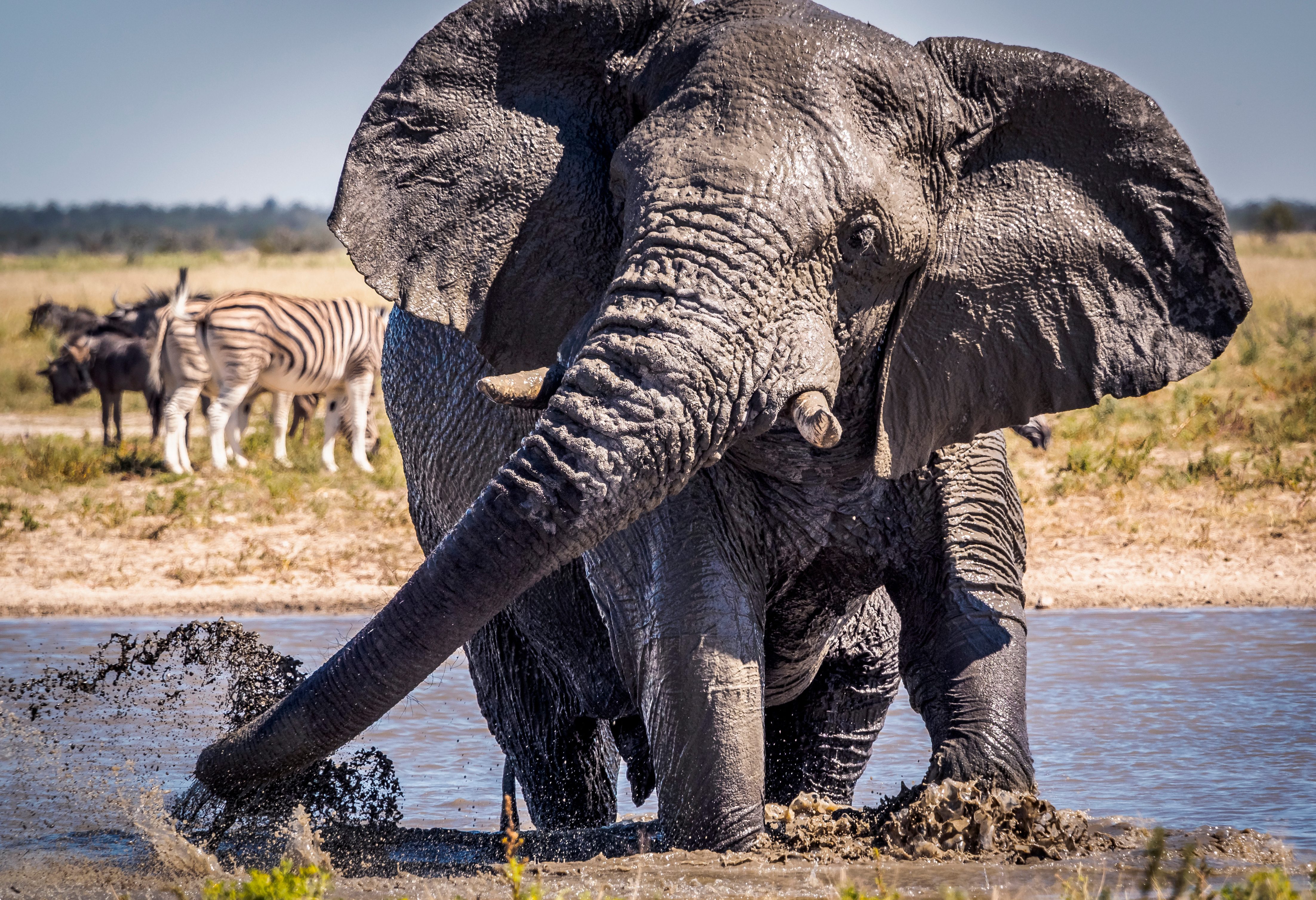 Olifant in Etosha  in Namibië
