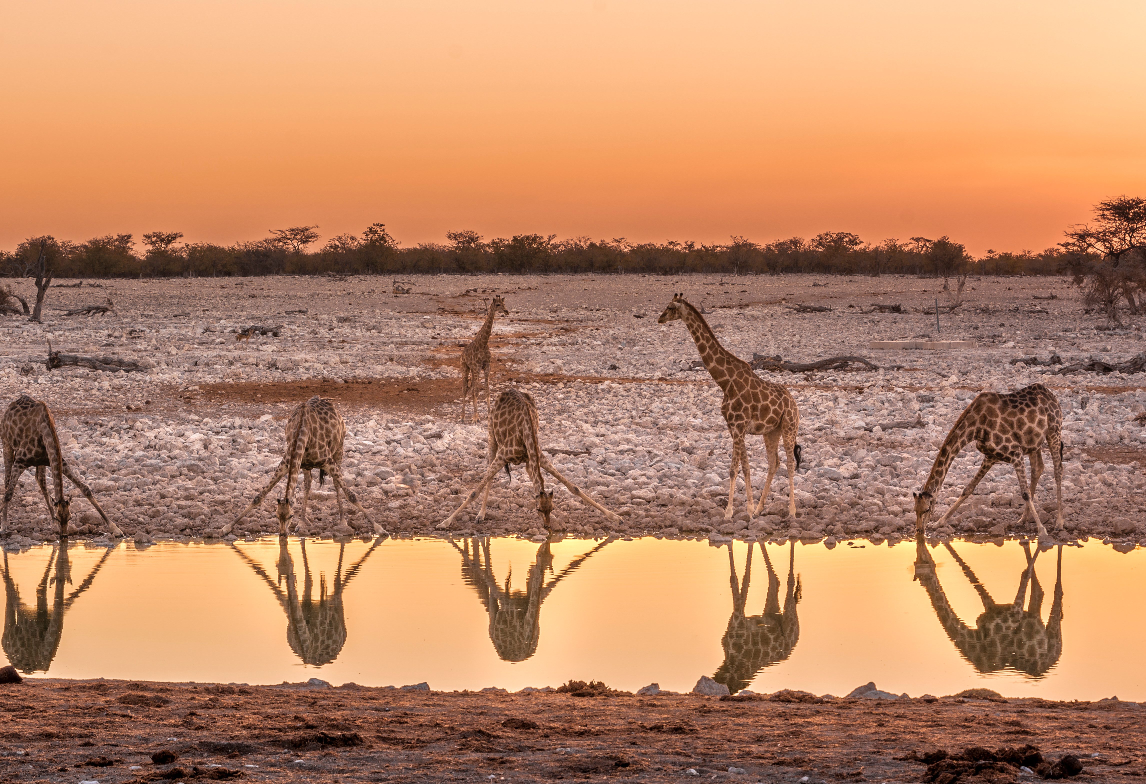 Waterplaats in Etosha  in Namibië