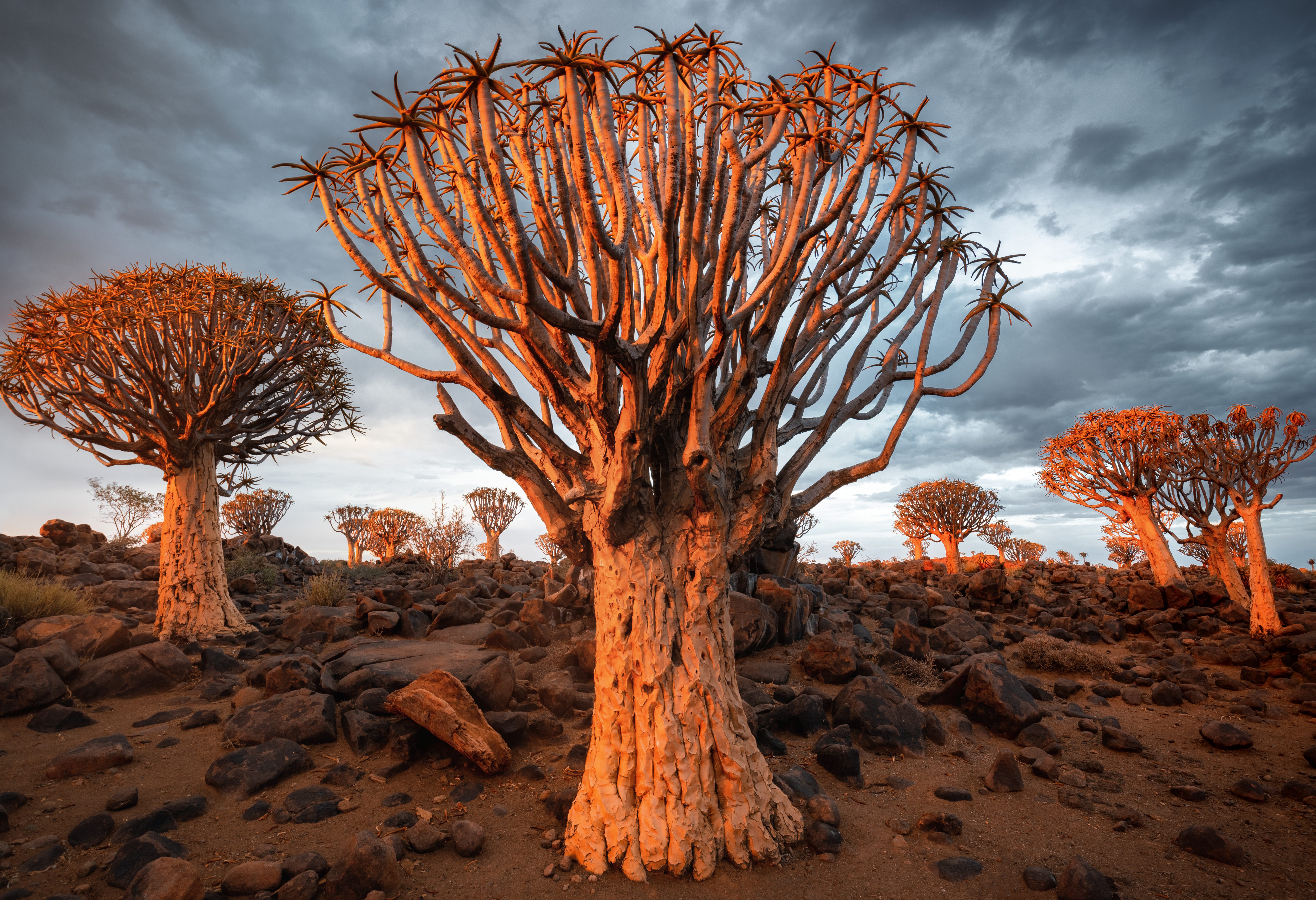 Quiver Tree Forst in Keetmanshoop  in Namibië