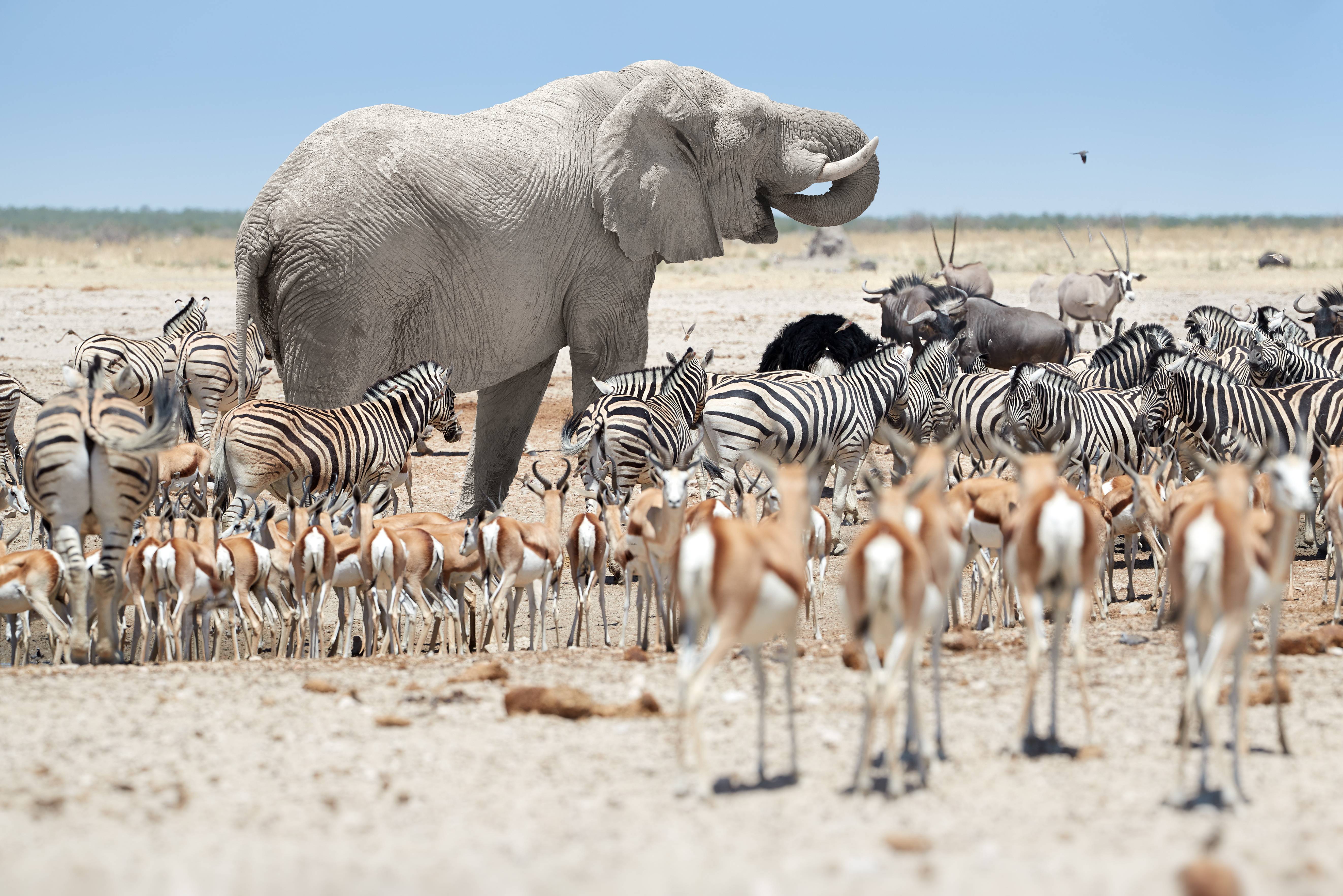 Etosha in Namibië