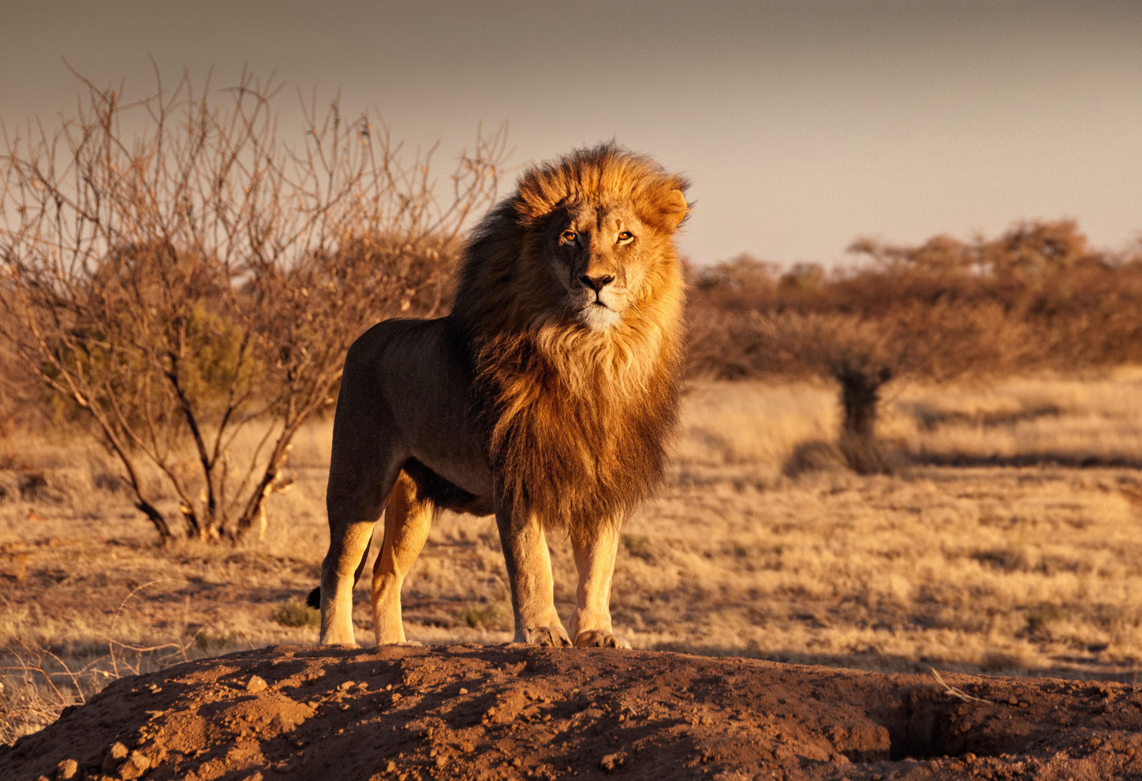 Leeuw in de Kalahari woestijn  in Namibië