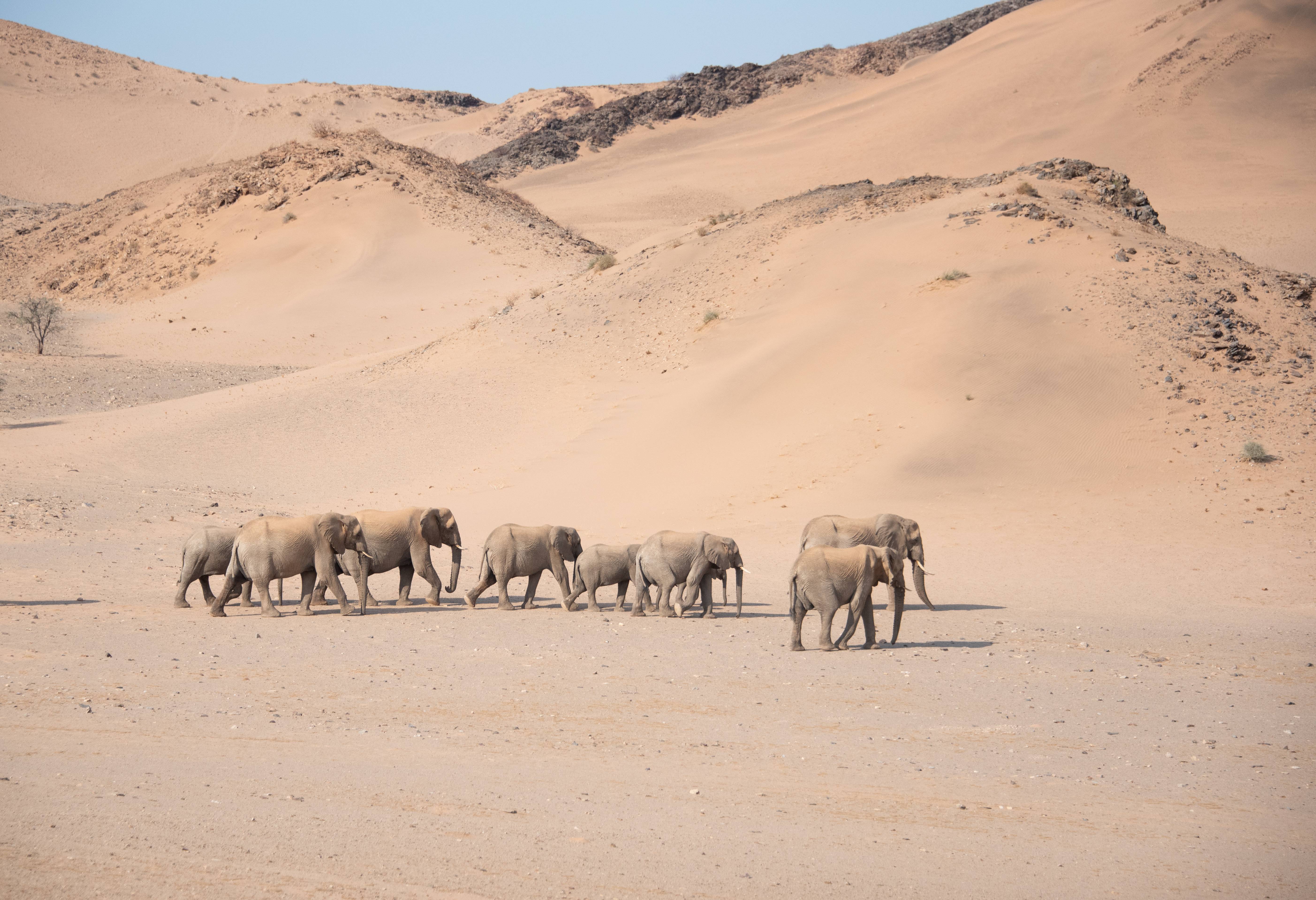 De woestijn olifanten van Damaraland  in Namibië