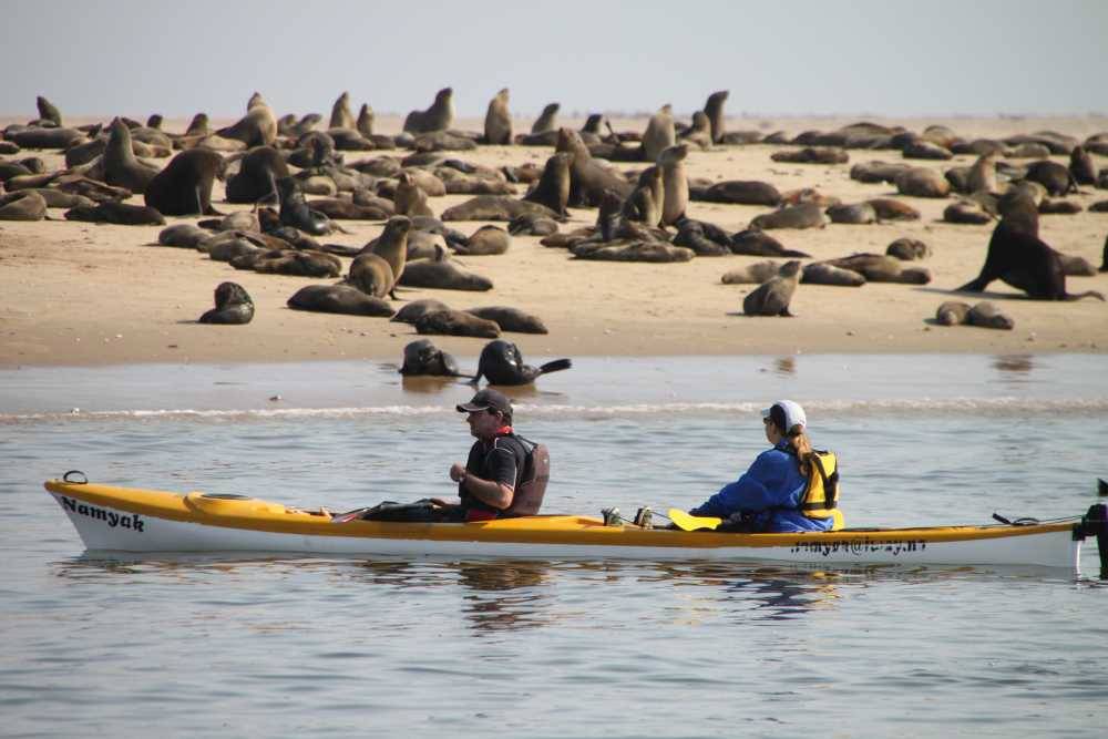 Kajakken tussen zeehonden bij Walvis Bay in Namibië