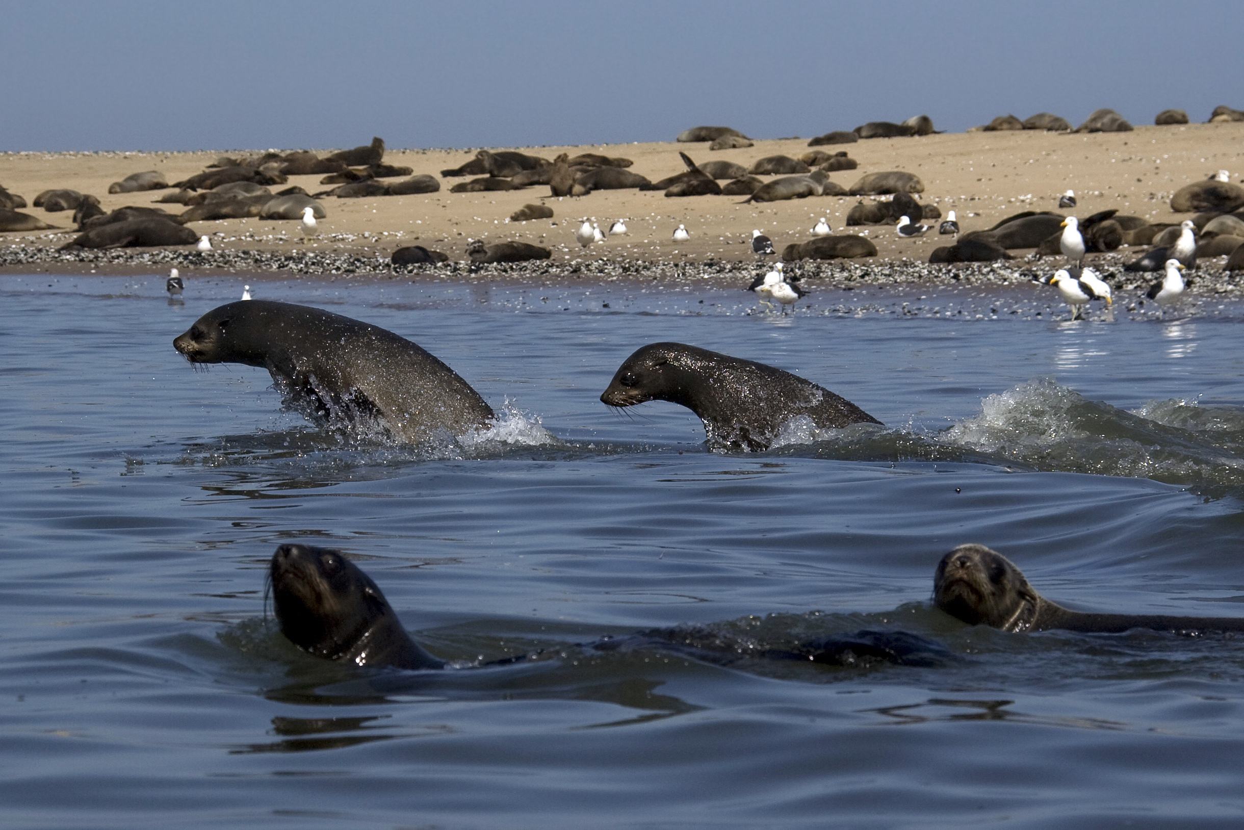 Kajakken tussen zeehonden bij Walvis Bay in Namibië