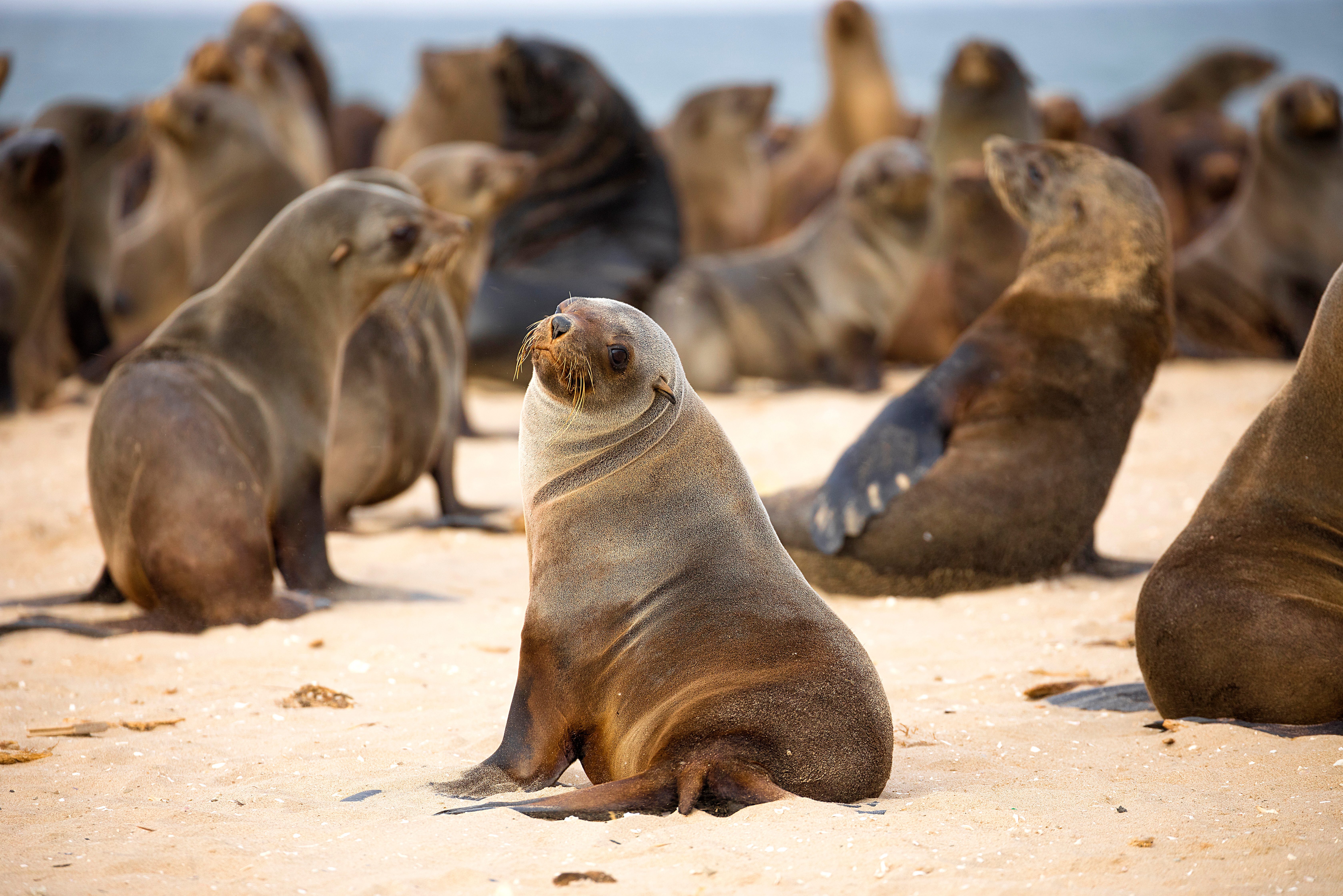 Zeehonden bij Walvis Bay in Namibië
