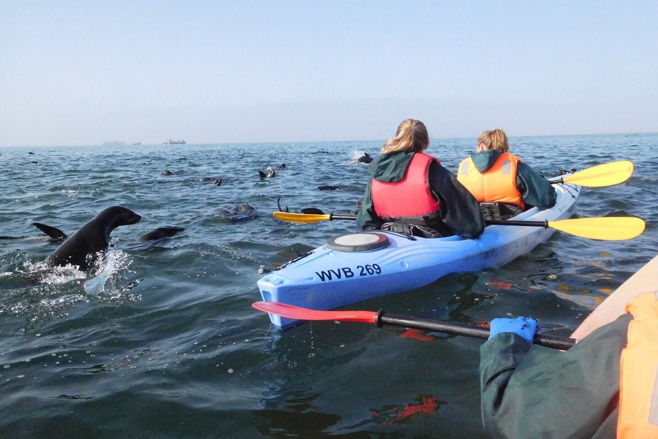 Kajakken tussen zeehonden bij Walvis Bay in Namibië