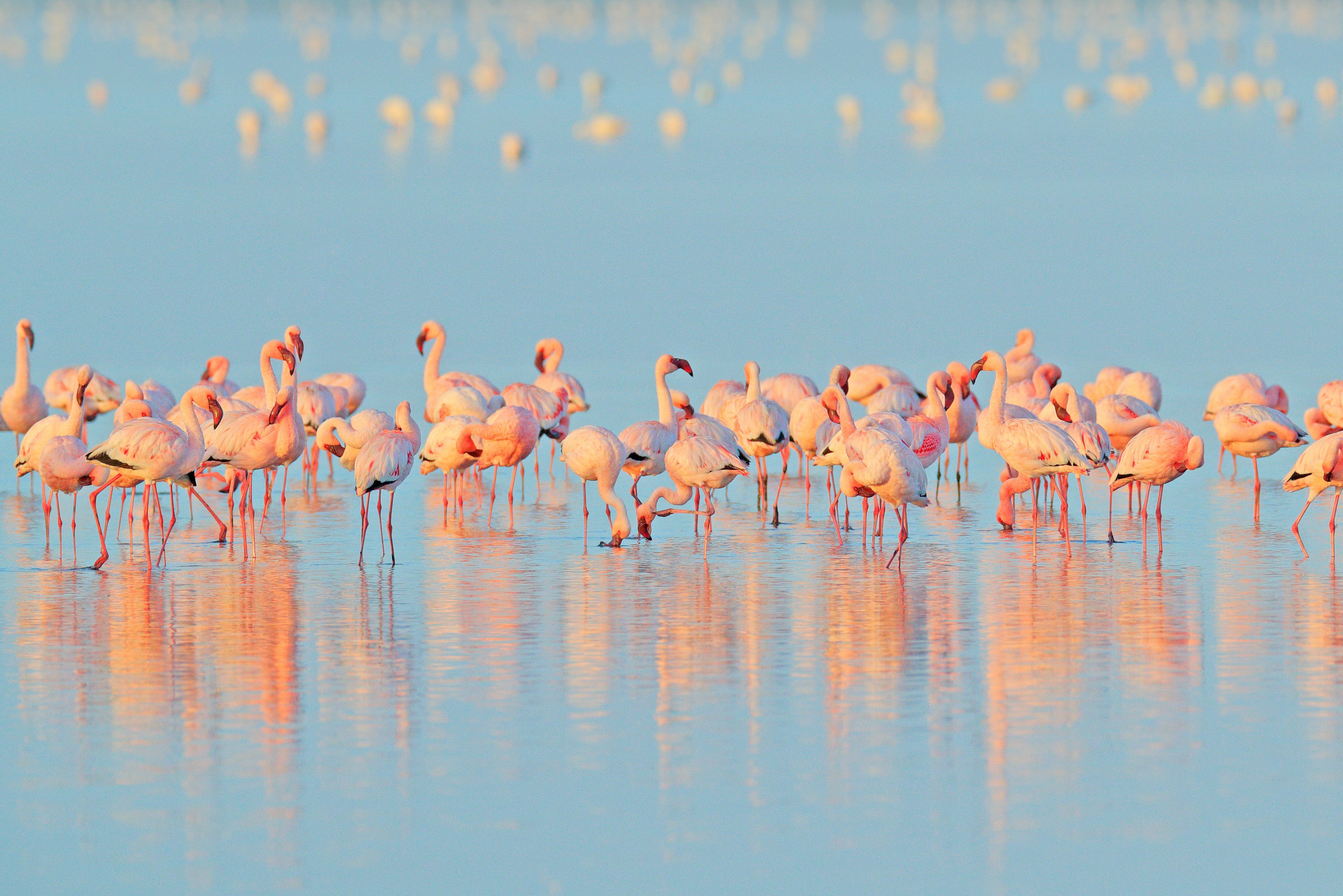 Flamingo's bij Walvis Bay in Namibië