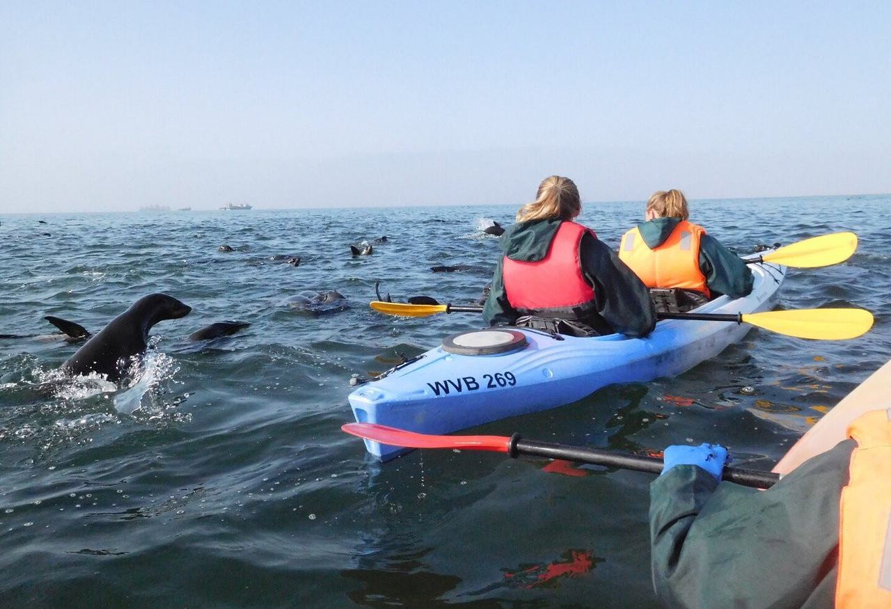 Zeekajakken tussen zeehonden bij Walvis Bay in Namibië