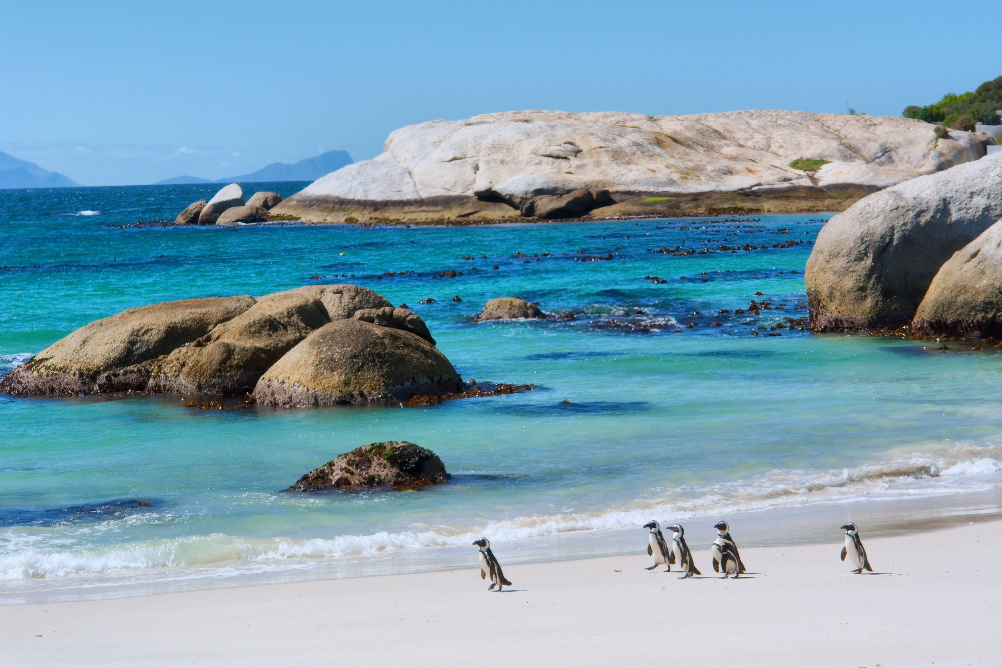 Boulders Bay in Zuid-Afrika