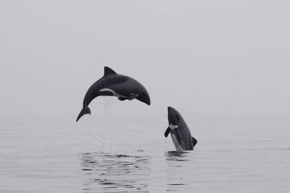 Kajakken in Walvis Bay vanuit Swakopmund in Namibië