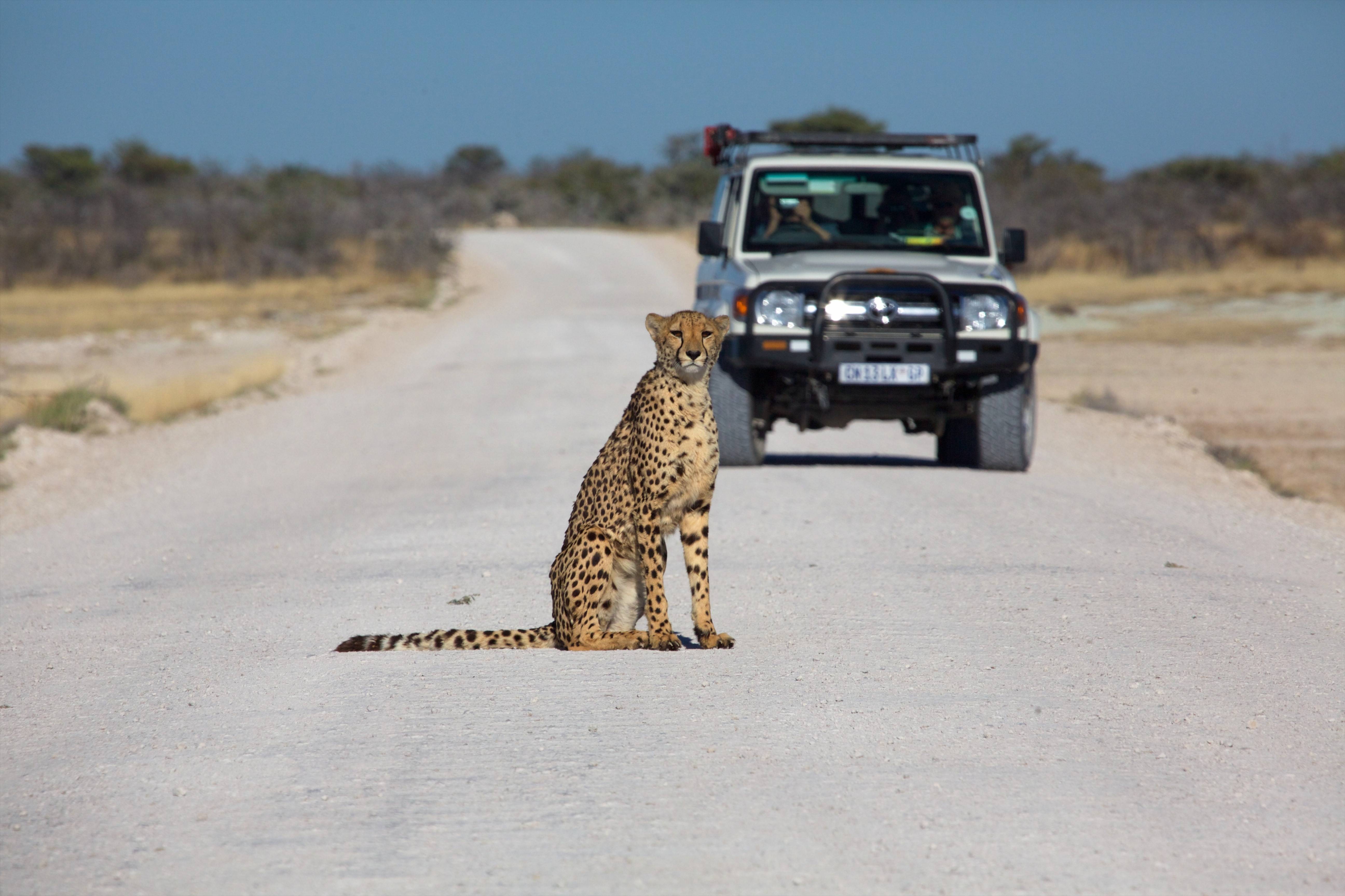 etosha namibie gamedrive