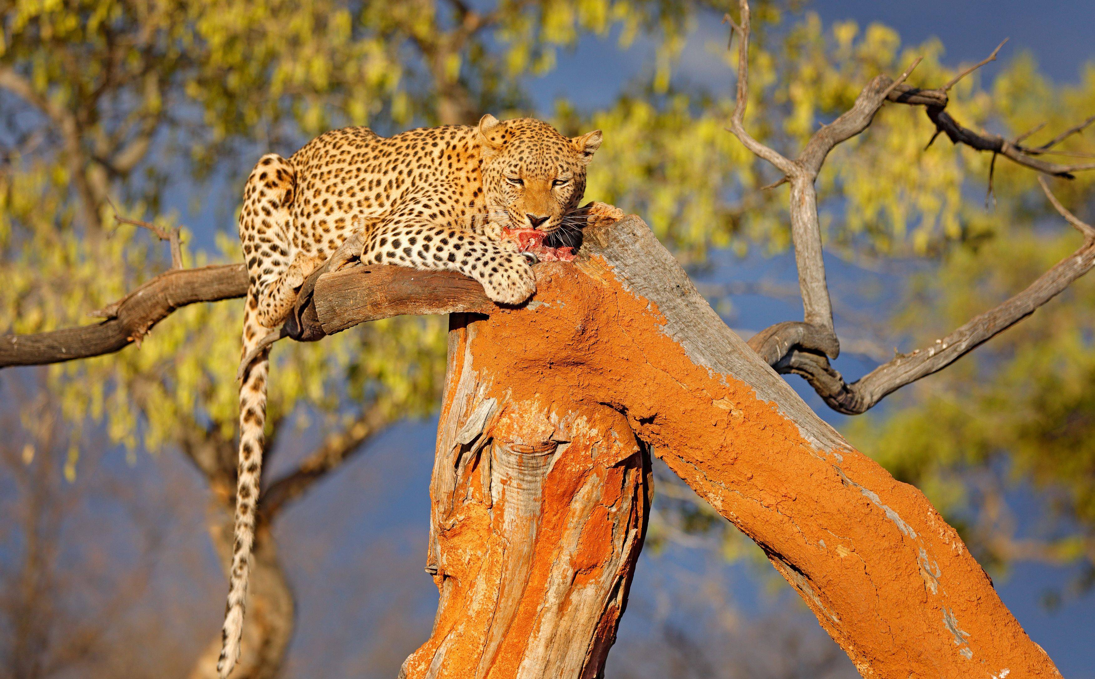 namibie-etosha-luipaard-in-boom-small