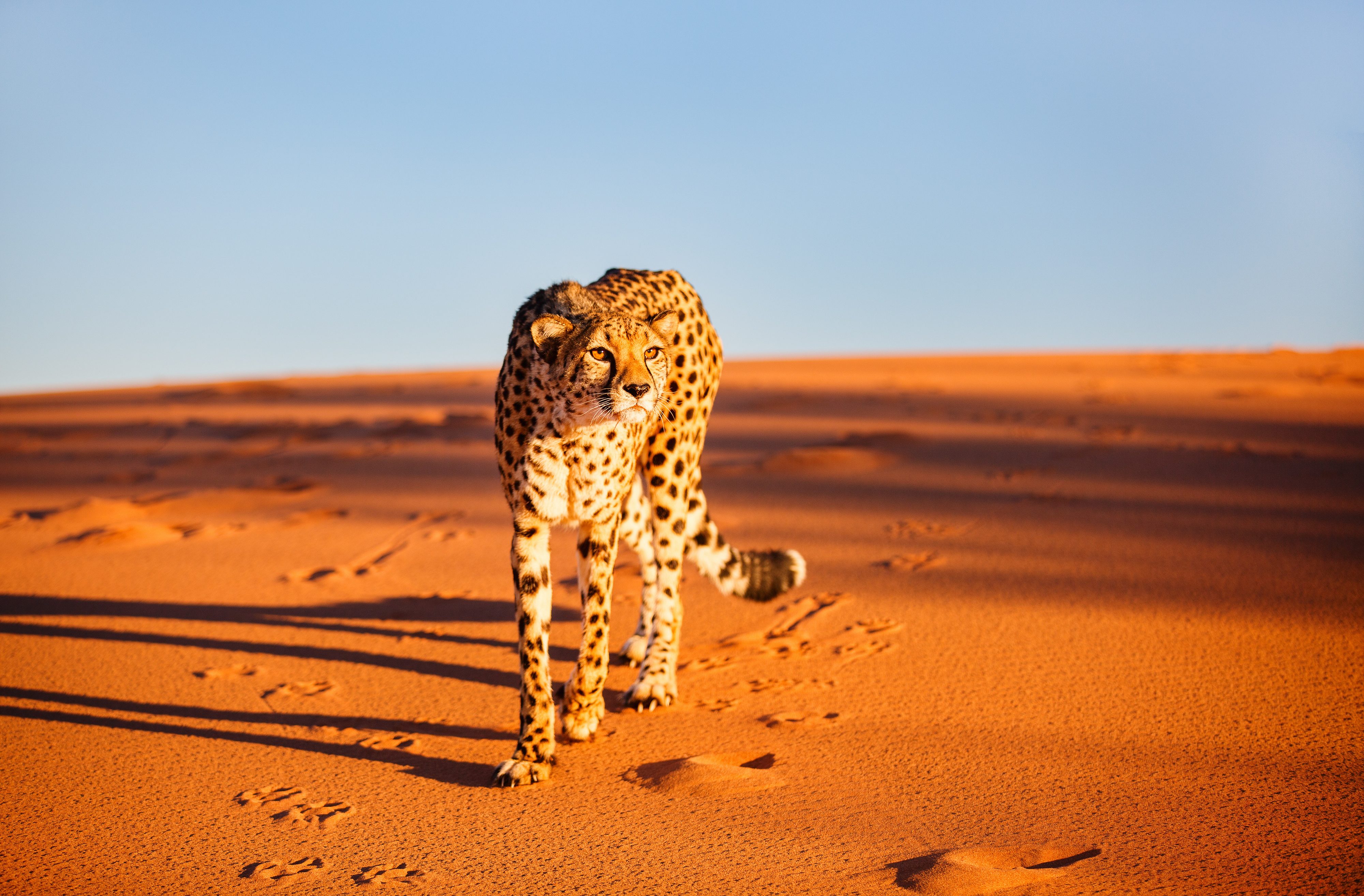 Namib Desert Cheetah