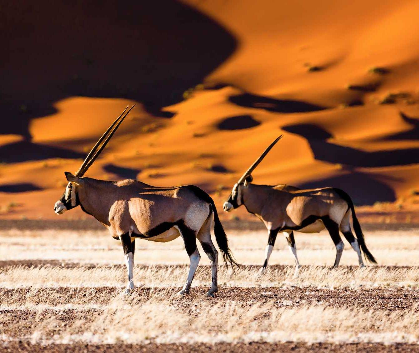 Namib Desert Namibie