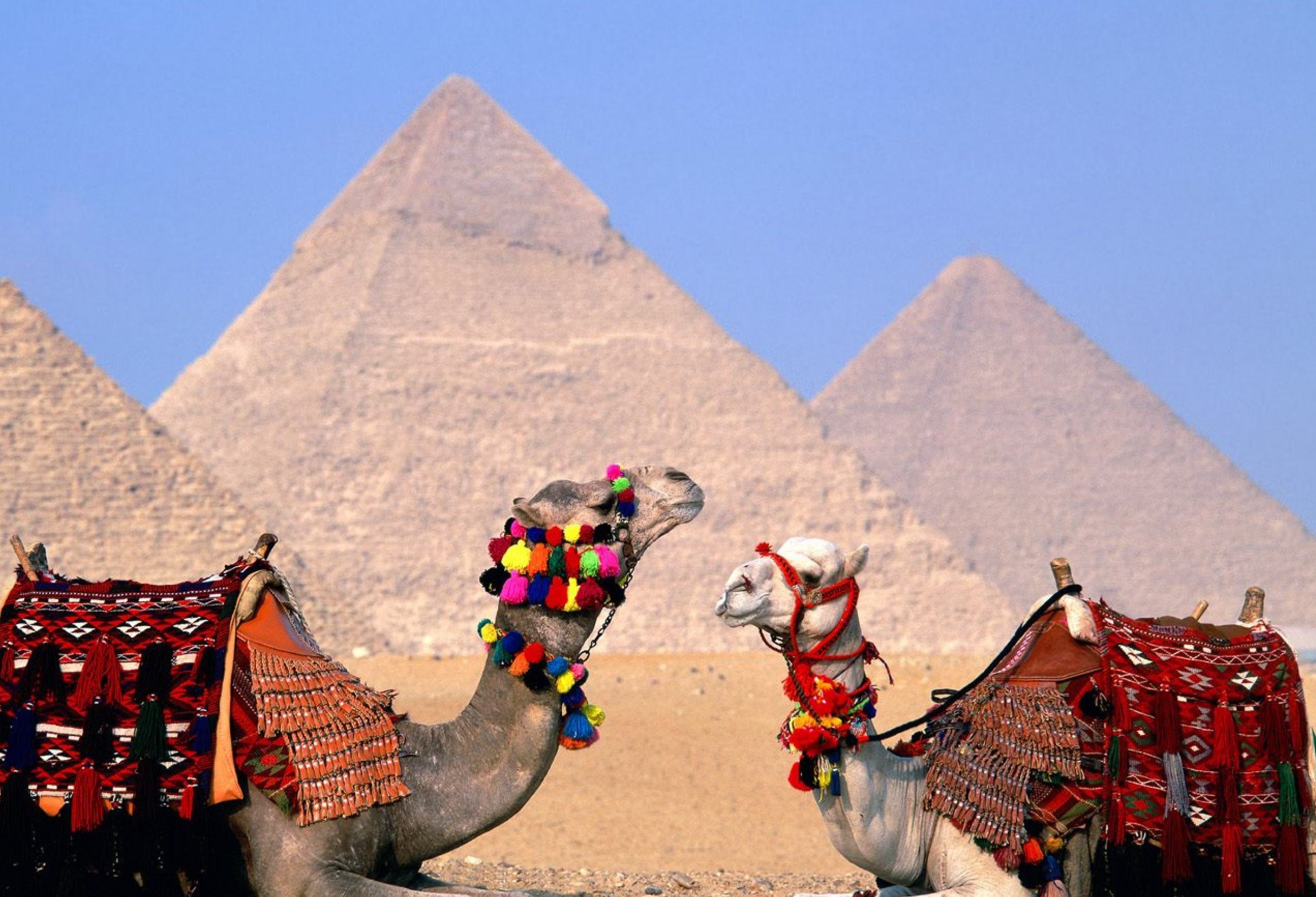 Piramides van Gizeh in Egypte met kamelen ervoor