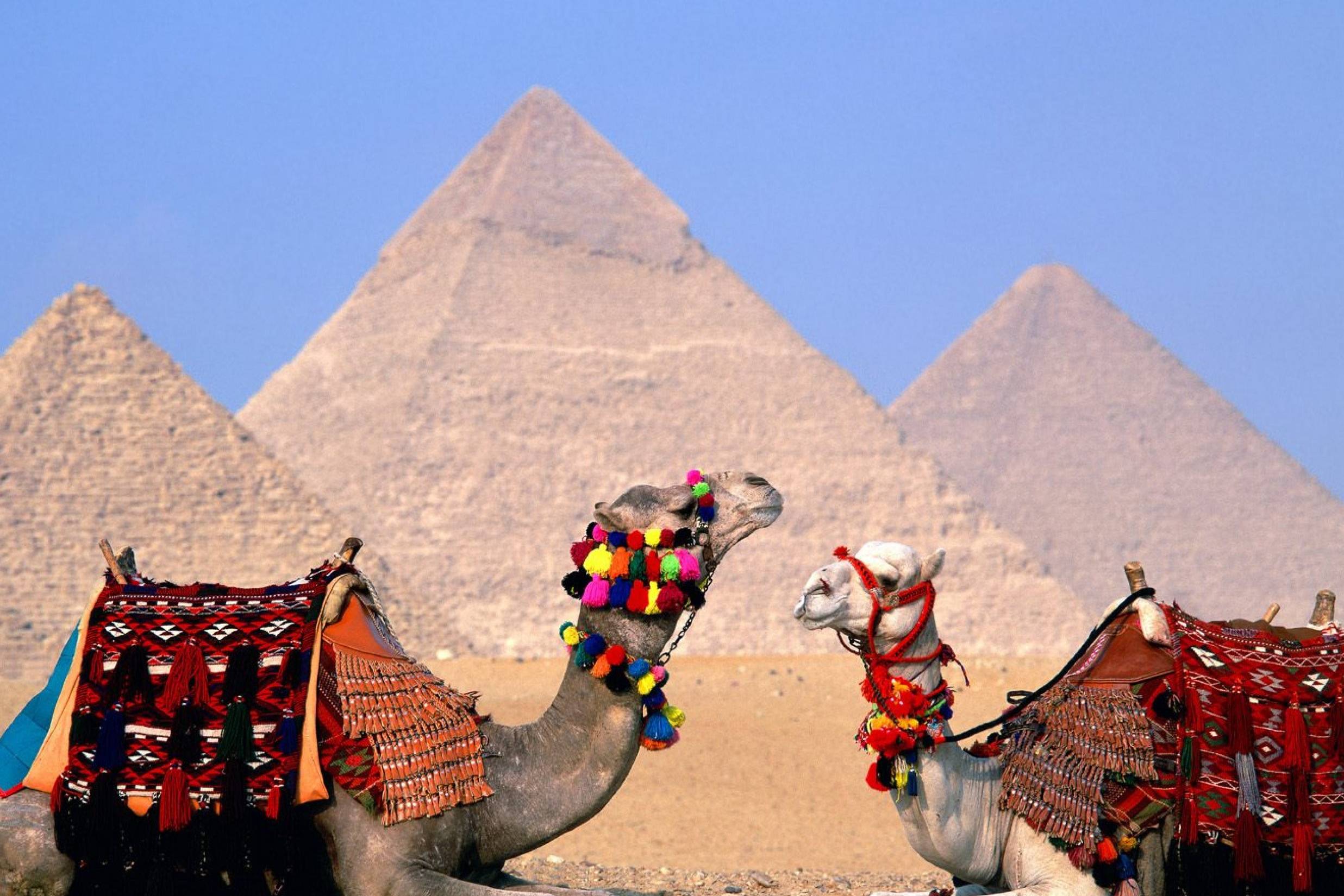 Kamelen bij de Piramides van Gizeh bij Cairo in Egypte