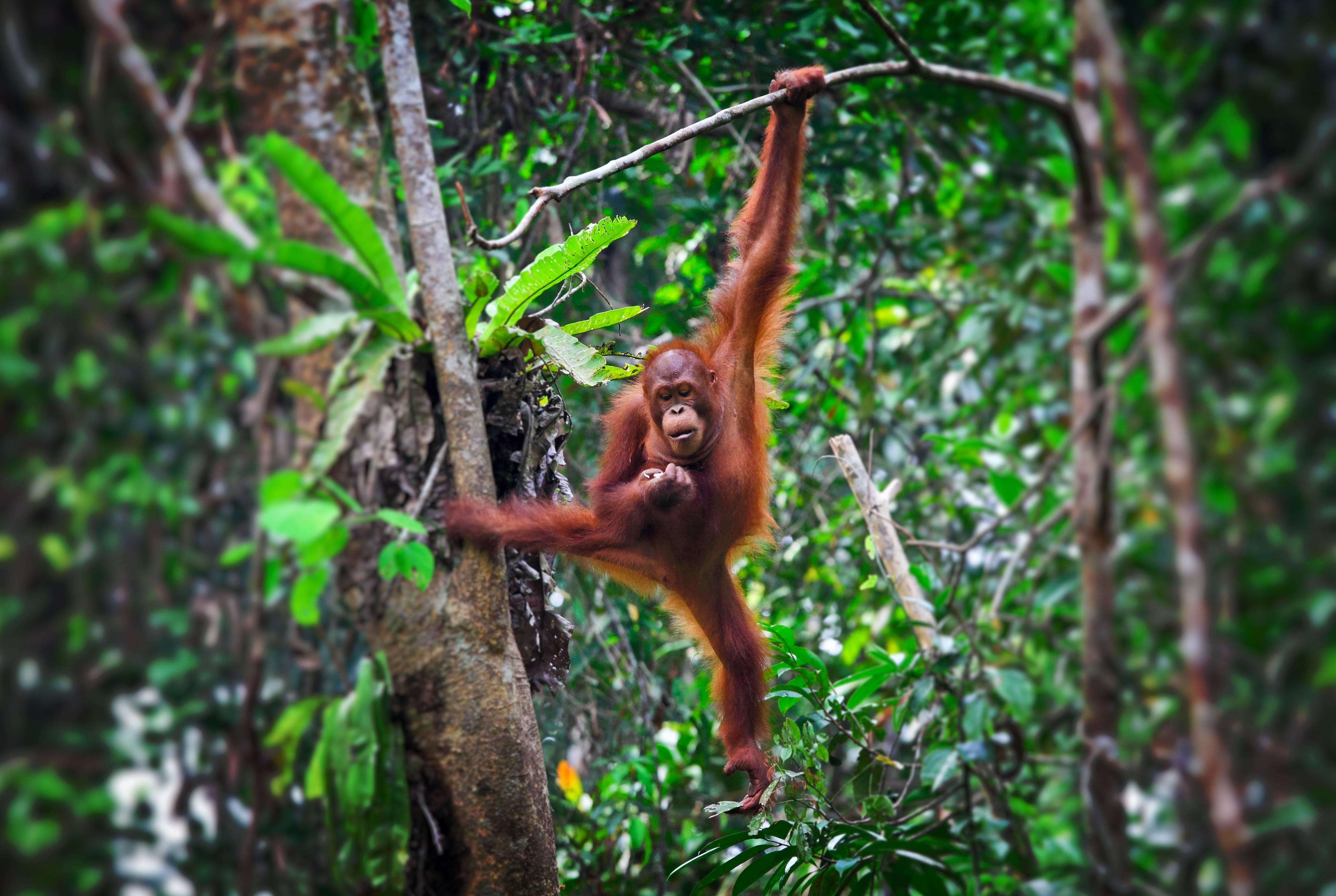 Orang Oetan op Sabah in Maleisisch Borneo