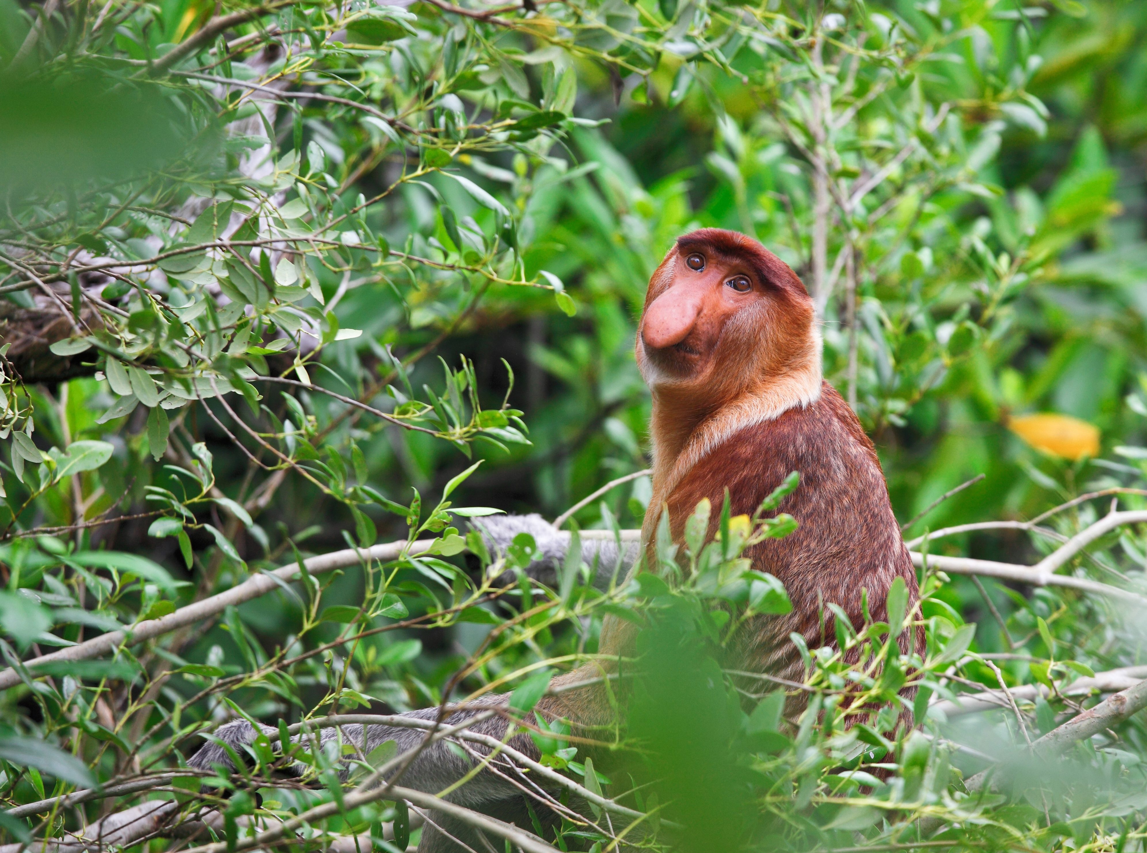 Neusaap in Bako Maleisisch Borneo