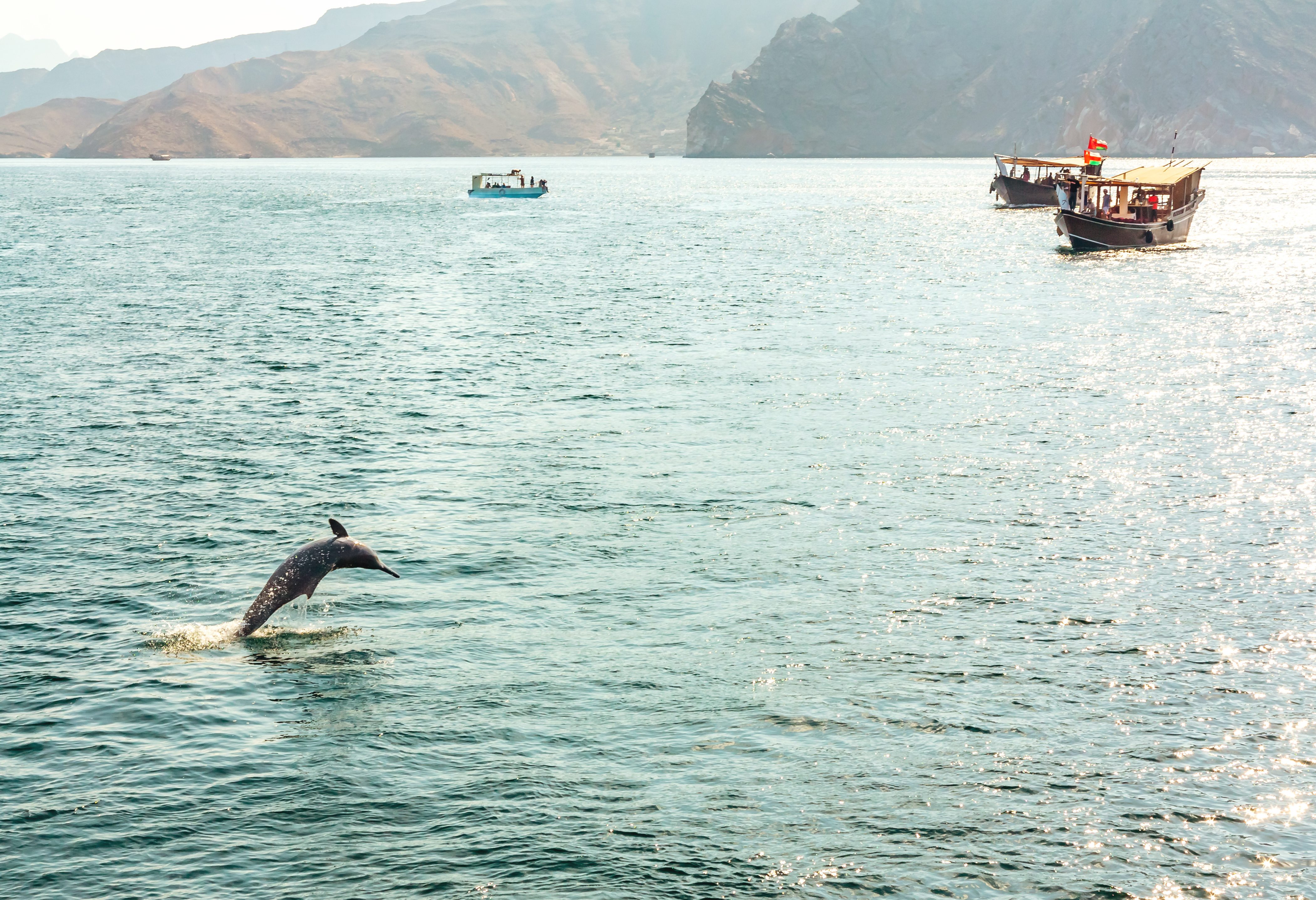 Dolfijnen spotten bij Musandam in Oman
