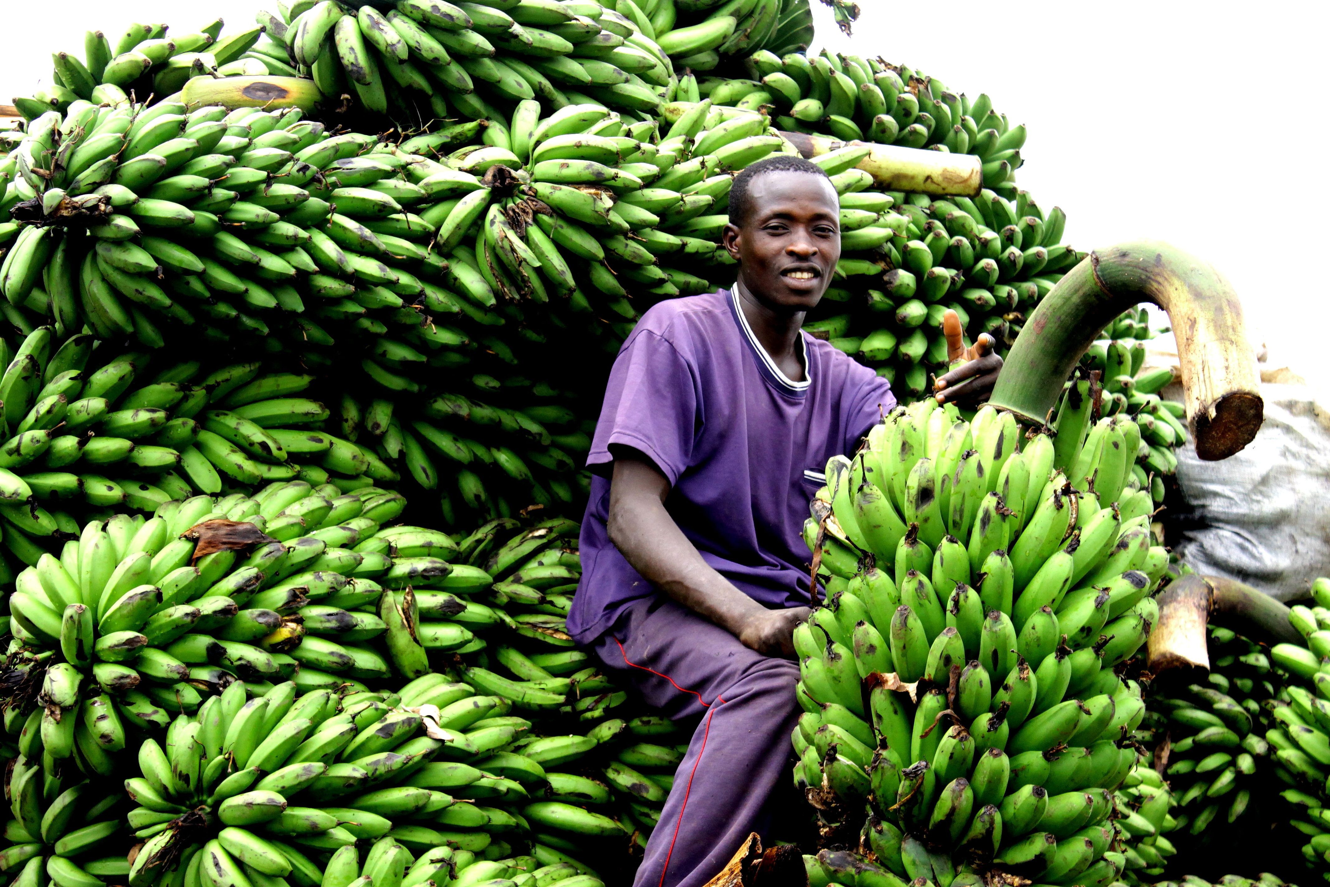 Man met bananen op fiets in Uganda