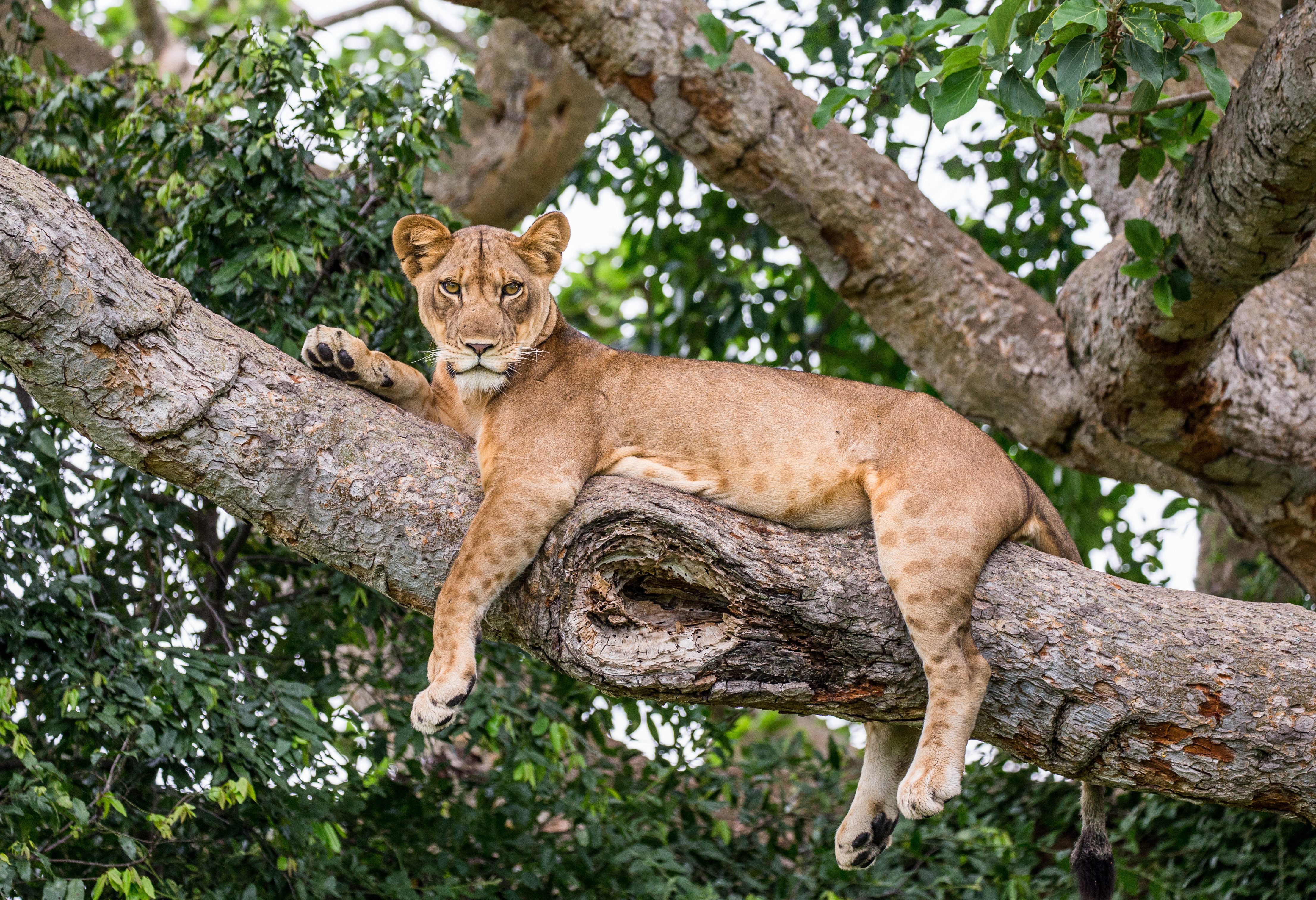 Leeuw in boom in Queen Elizabeth National Park in Uganda