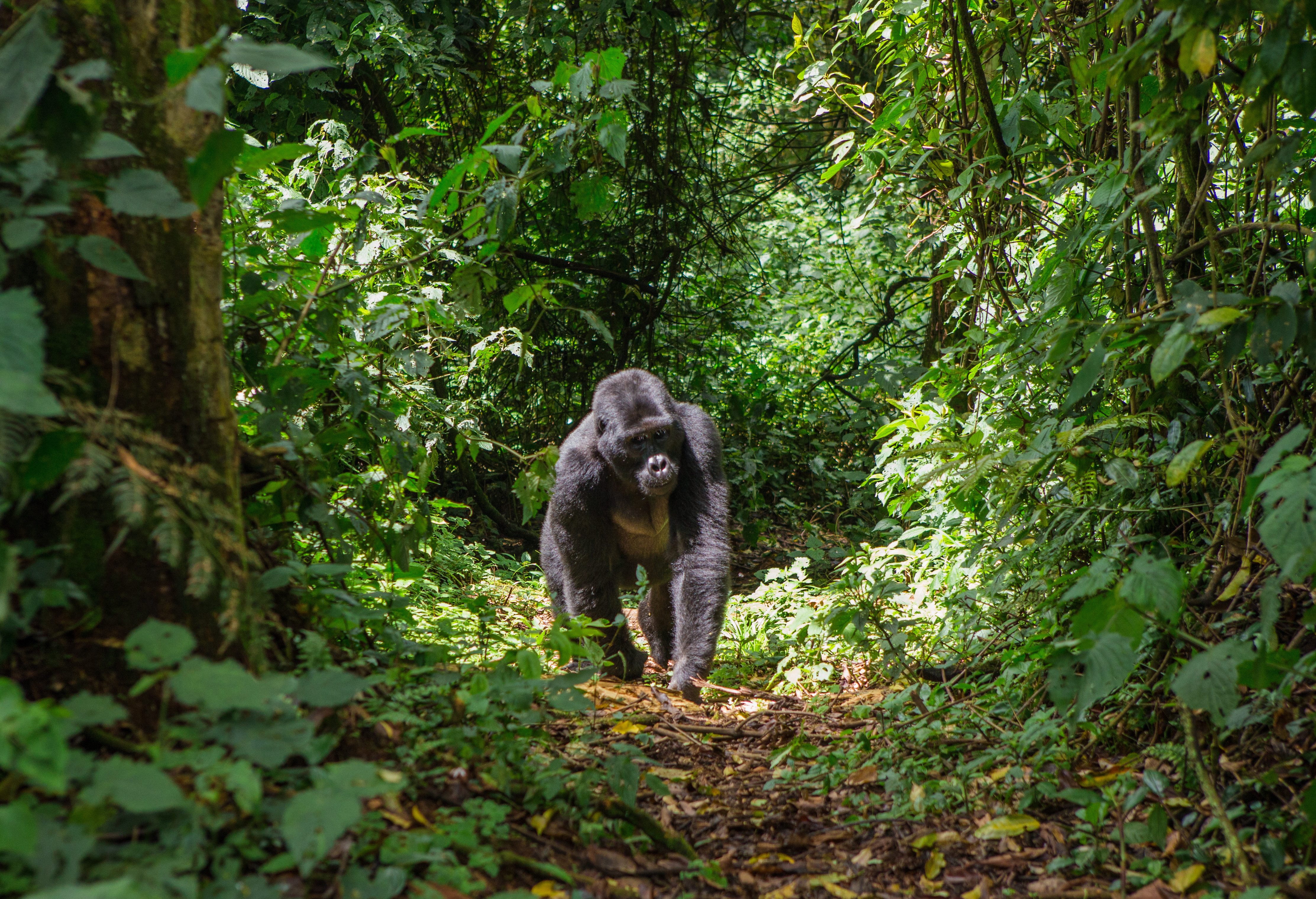 Gorilla in Bwindi Impenetrable National Park in Uganda