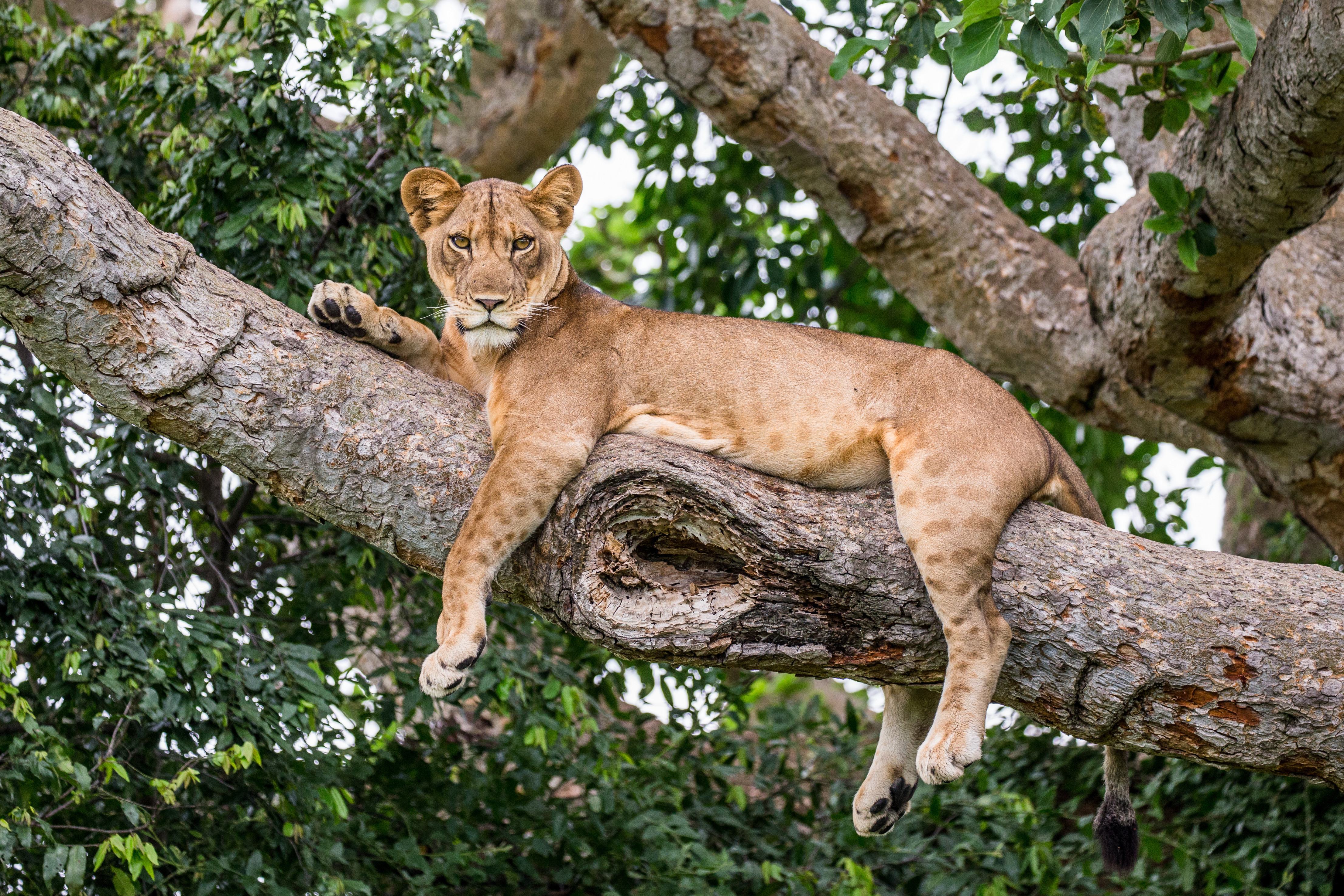 Leeuw in boom bij Queen Elizabeth NP in Uganda