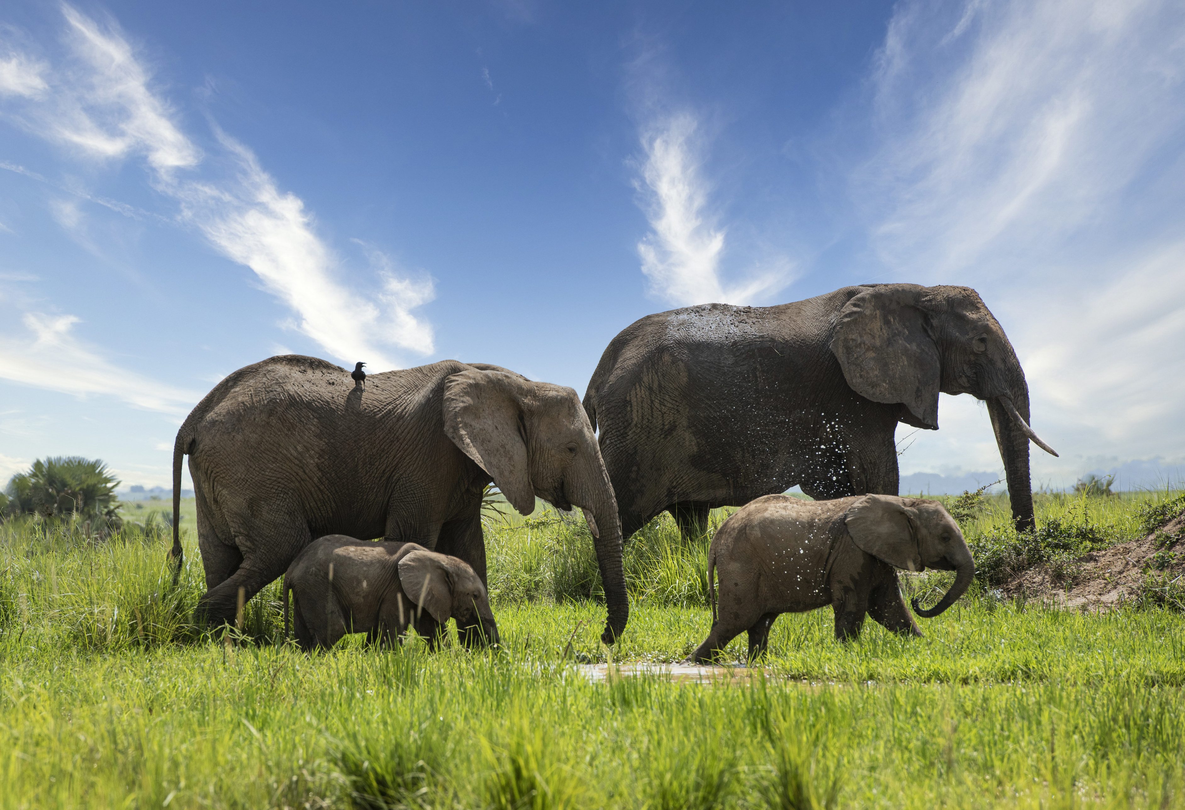 Olifanten bij Murchison Falls in Uganda