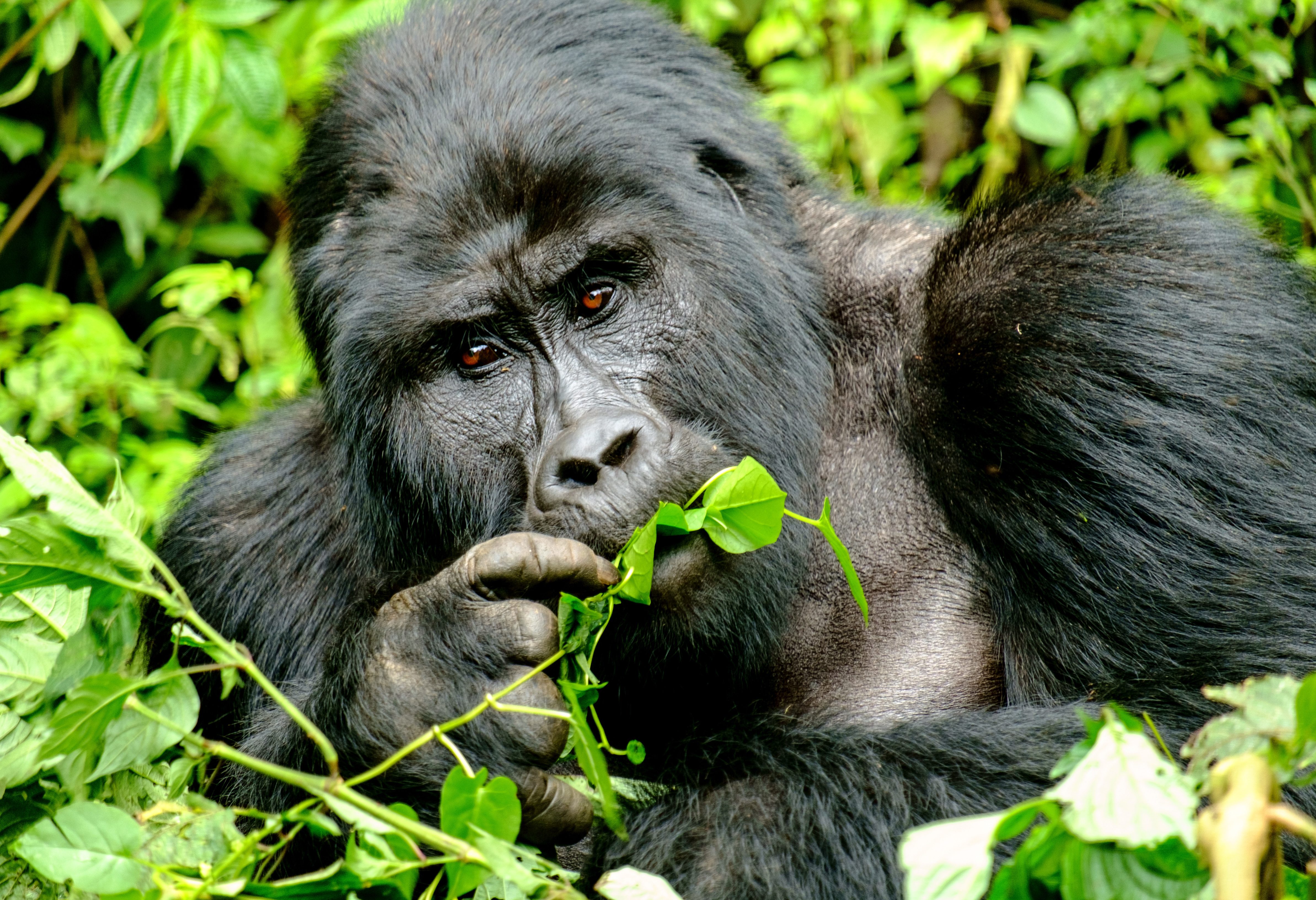 Gorilla in Bwindi NP in Uganda