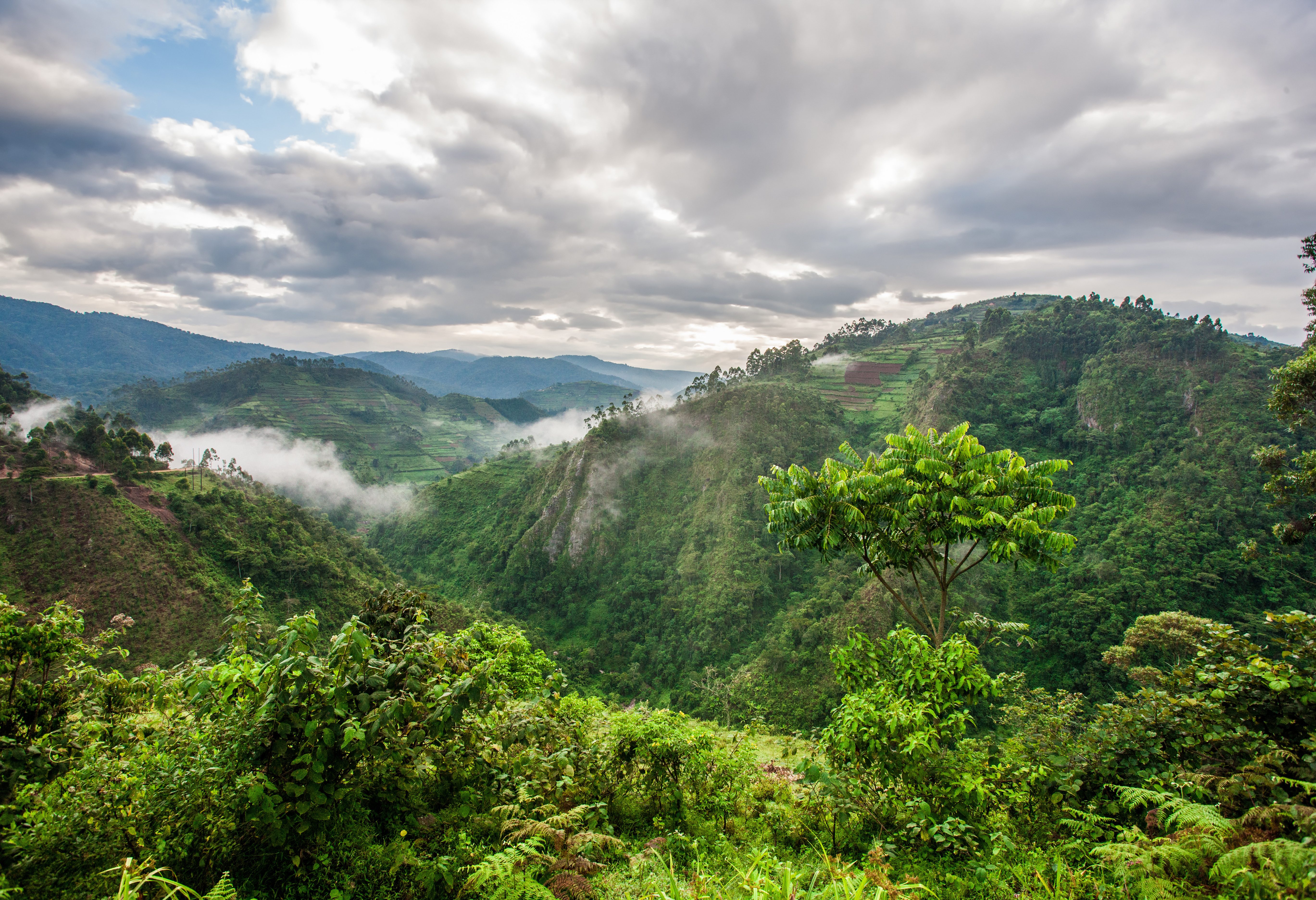 Bwindi National Park in Uganda